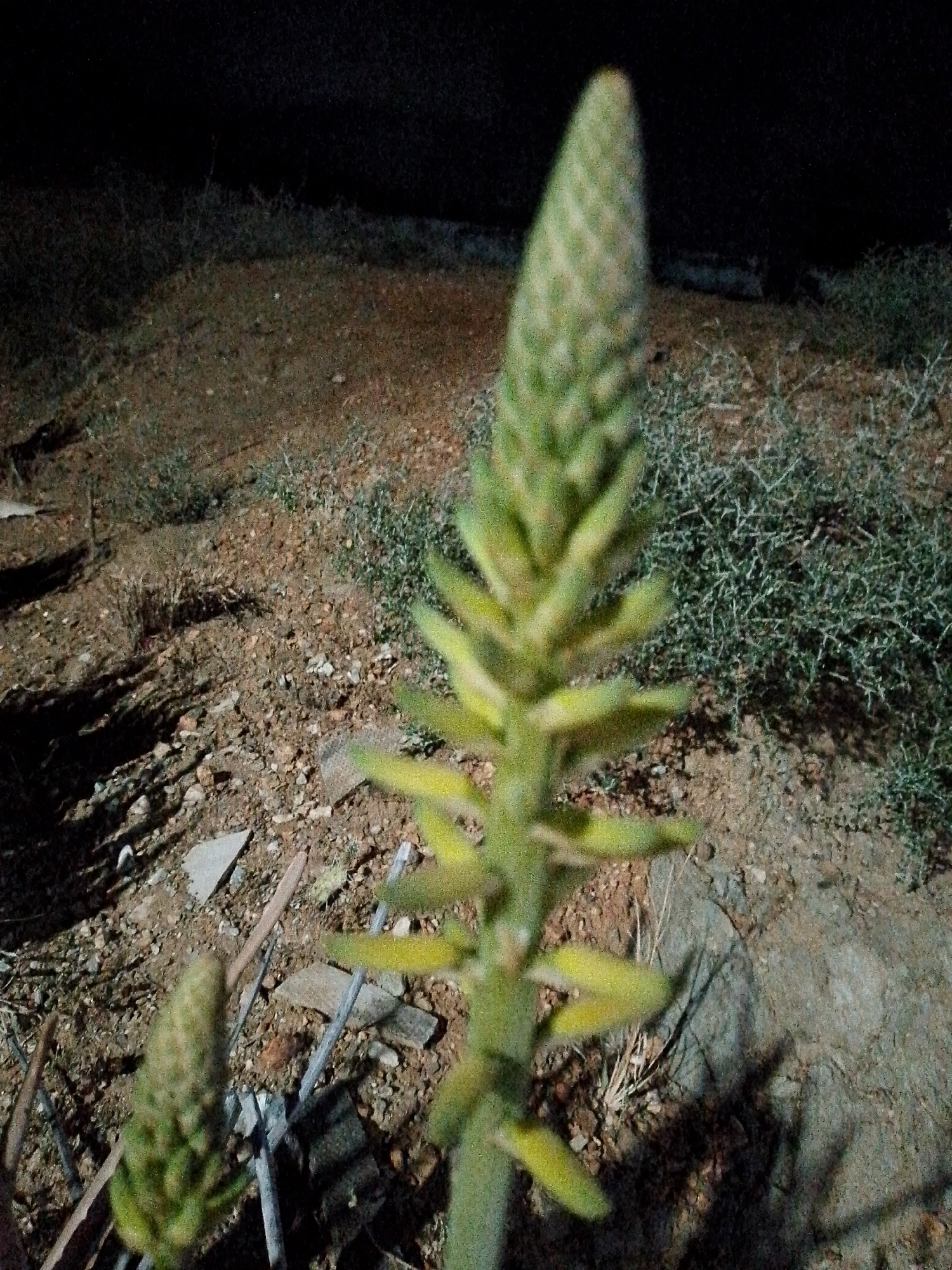 A close-up shot taken at night reveals two aloe plants in what appears to be an arid environment. The larger plant is the focal point, its tall, cone-shaped inflorescence reaching upward. A smaller aloe plant is visible in the lower left corner. The ground is a mix of soil, rocks, and sparse vegetation. The background is dark and obscured, but hints of low-lying shrubs can be seen. The location is Juan Griego, Venezuela. There are no people in the image.