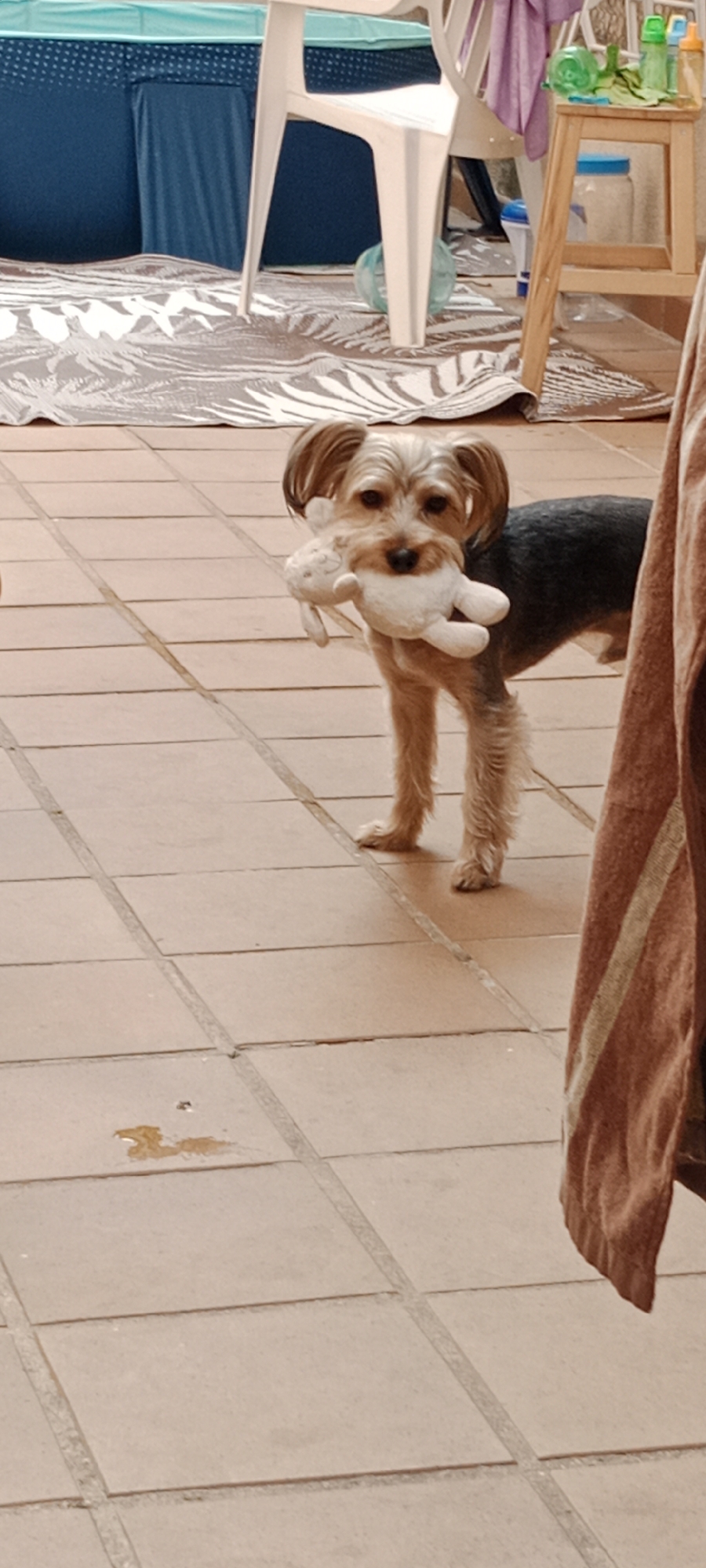 A small Yorkshire Terrier with a plush toy is standing on a tiled floor. The dog is light brown and gray with pointed ears, and it is holding a white, stuffed animal in its mouth. The tiled floor appears to be outdoors, possibly on a patio or terrace. In the background, a blue inflatable pool and a white plastic chair are visible. A wooden stool with various items on top, including jars and bottles, is also present. A patterned rug is laid out on the floor near the pool and chair. The lighting suggests it is daytime. The scene is likely in Galapagar, Spain.