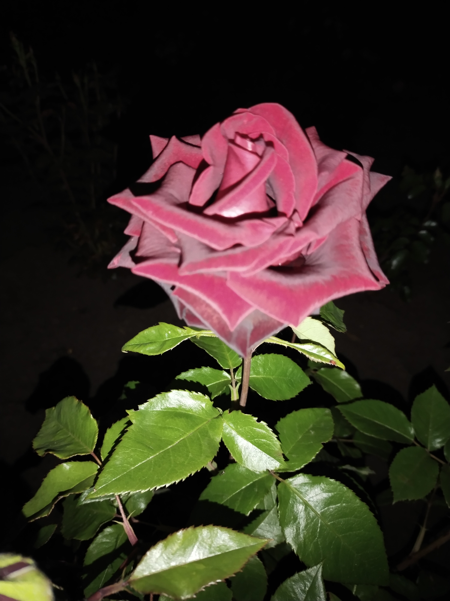 A single, deep red rose is captured in a vertical shot against a dark, blurred background. The rose is in full bloom, its petals tightly furled at the center and gradually opening outwards, creating a spiral effect. The outer petals are darker, with hints of purple, while the inner petals are a lighter shade of red. The rose is positioned slightly off-center to the right. Below the bloom, vibrant green leaves are visible, some glossy and reflecting light, others partially in shadow. The stems are thin and reddish-brown. The overall impression is one of nocturnal beauty, with the darkness emphasizing the richness of the rose's color. The scene appears to be an outdoor garden or yard in Horishni Plavni, Ukraine.