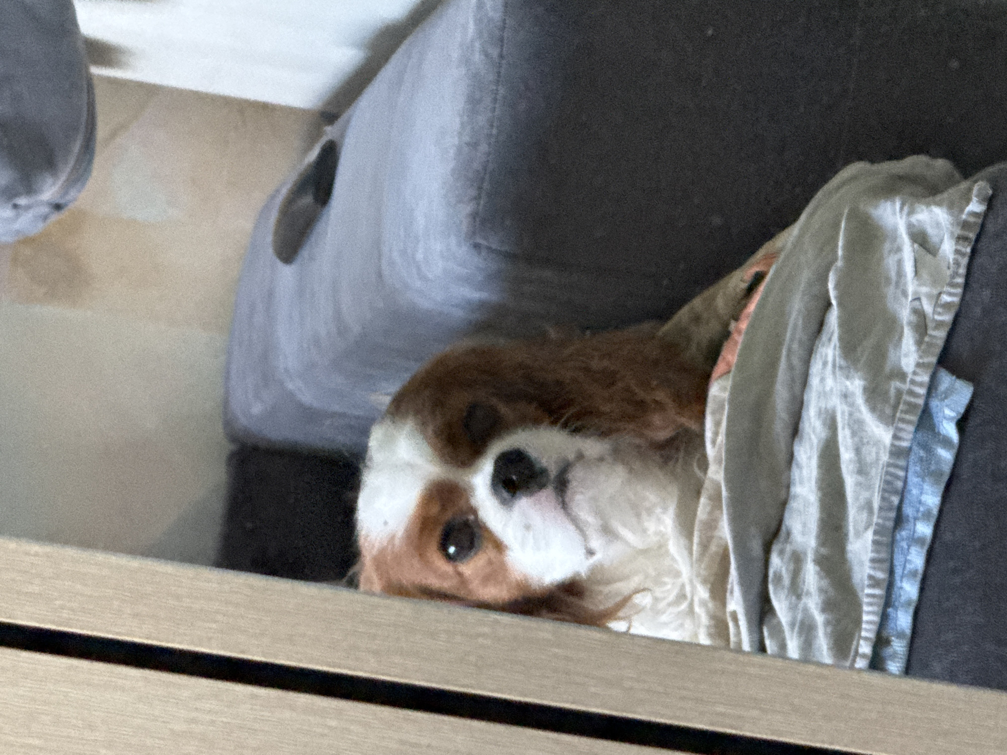 A Cavalier King Charles Spaniel with brown and white fur is partially visible, peeking from behind a wooden beam on the left side of the frame. The dog is lying down, with its head and upper body showing. It has large, dark eyes and a pink nose. The dog is resting on a light gray blanket, which is folded and partially covers a darker gray surface, possibly a sofa. In the background, a portion of a blue sofa is visible. The lighting suggests an indoor setting, likely a living room or bedroom. The overall scene is calm and domestic.