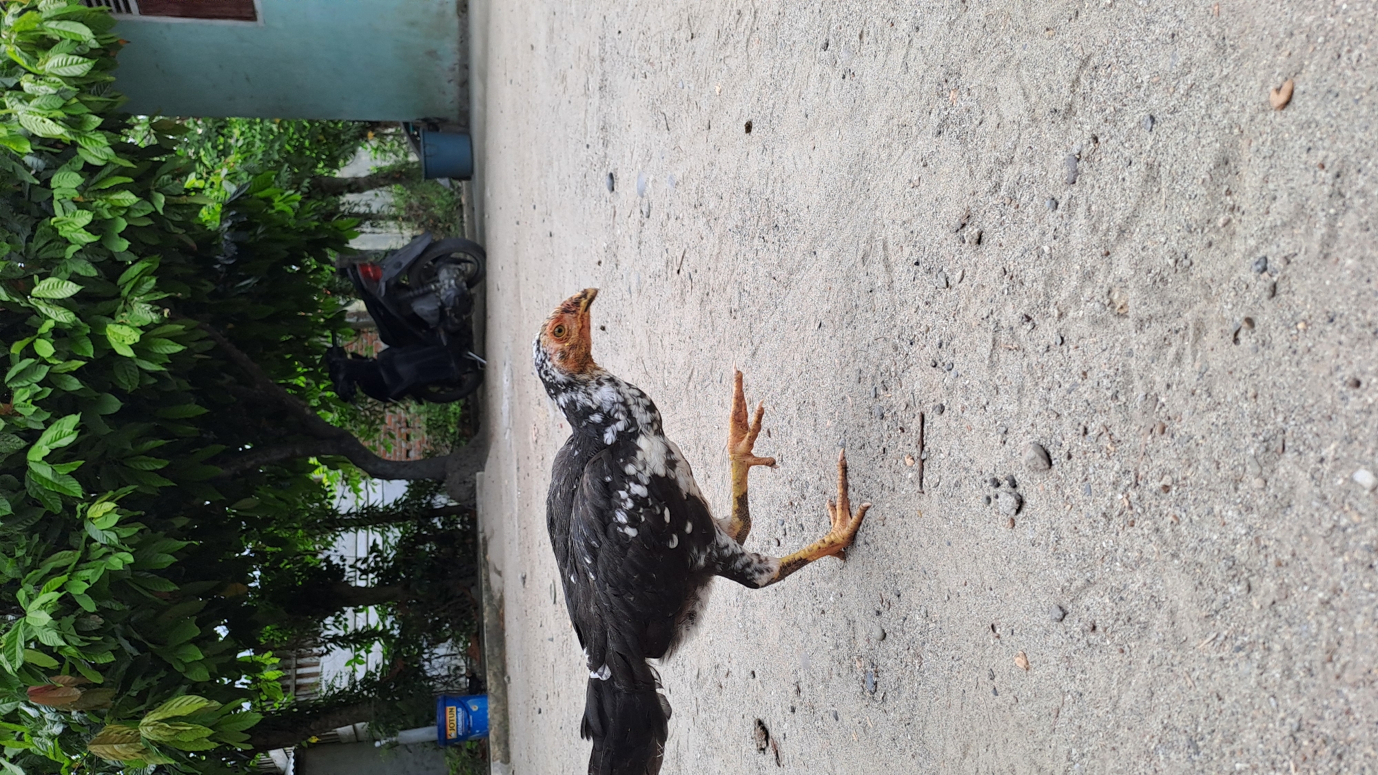 A young black and white chicken with an orange head is captured mid-stride on a sandy, outdoor surface. The chicken is facing right, with its right leg extended forward and its left leg trailing behind, suggesting movement. The chicken has black feathers with scattered white speckles, and its legs and feet are bright orange.
The background reveals a tropical environment. Lush green trees with large leaves overhang the scene, providing shade. In the middle ground, a black motorcycle is parked, partially obscured by the trees. To the left of the motorcycle, a blue bucket labeled "JOTUN" is visible, along with what appears to be a building with a white corrugated metal fence. To the right, a portion of a light blue building is visible. The ground is a mixture of sand and small pebbles, with scattered dry leaves and twigs. The overall impression is a rustic, possibly rural or semi-urban setting in Indonesia, consistent with the described location.