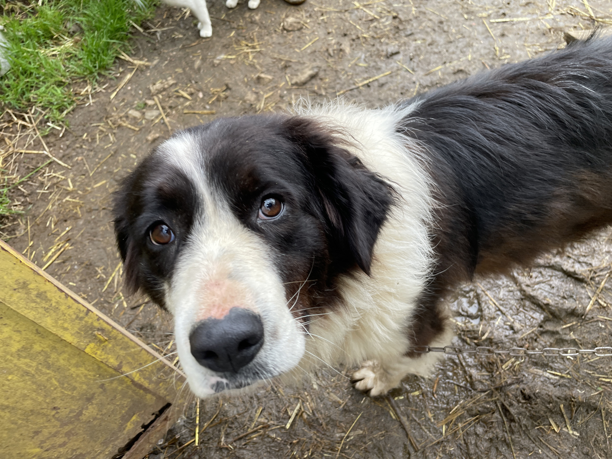 This close-up, eye-level photograph features a black and white dog, likely a Border Collie, looking directly up at the camera. The dog has prominent white markings on its face, including a blaze between its eyes, a white muzzle with a black nose that shows some reddish skin, and white fur extending down its neck and chest. Its fur is dense and appears slightly damp or unruly in places.
The setting is an outdoor, rural, or farm environment in Zlatograd, Bulgaria. The ground is muddy and covered with scattered pieces of straw and hay, suggesting wet conditions or a recent rain. In the lower-left foreground, a bright yellow, possibly metallic, structure or feeder is partially visible. A thin metal chain stretches across the lower-right section of the frame, passing by the dog's body. In the blurry background, to the upper left, parts of white animal legs are visible, indicating the presence of other animals.
The dog's dark eyes convey an engaging, curious, and attentive expression, seemingly interacting with the person taking the photograph. The natural lighting suggests it is daytime. No text is visible in the image.