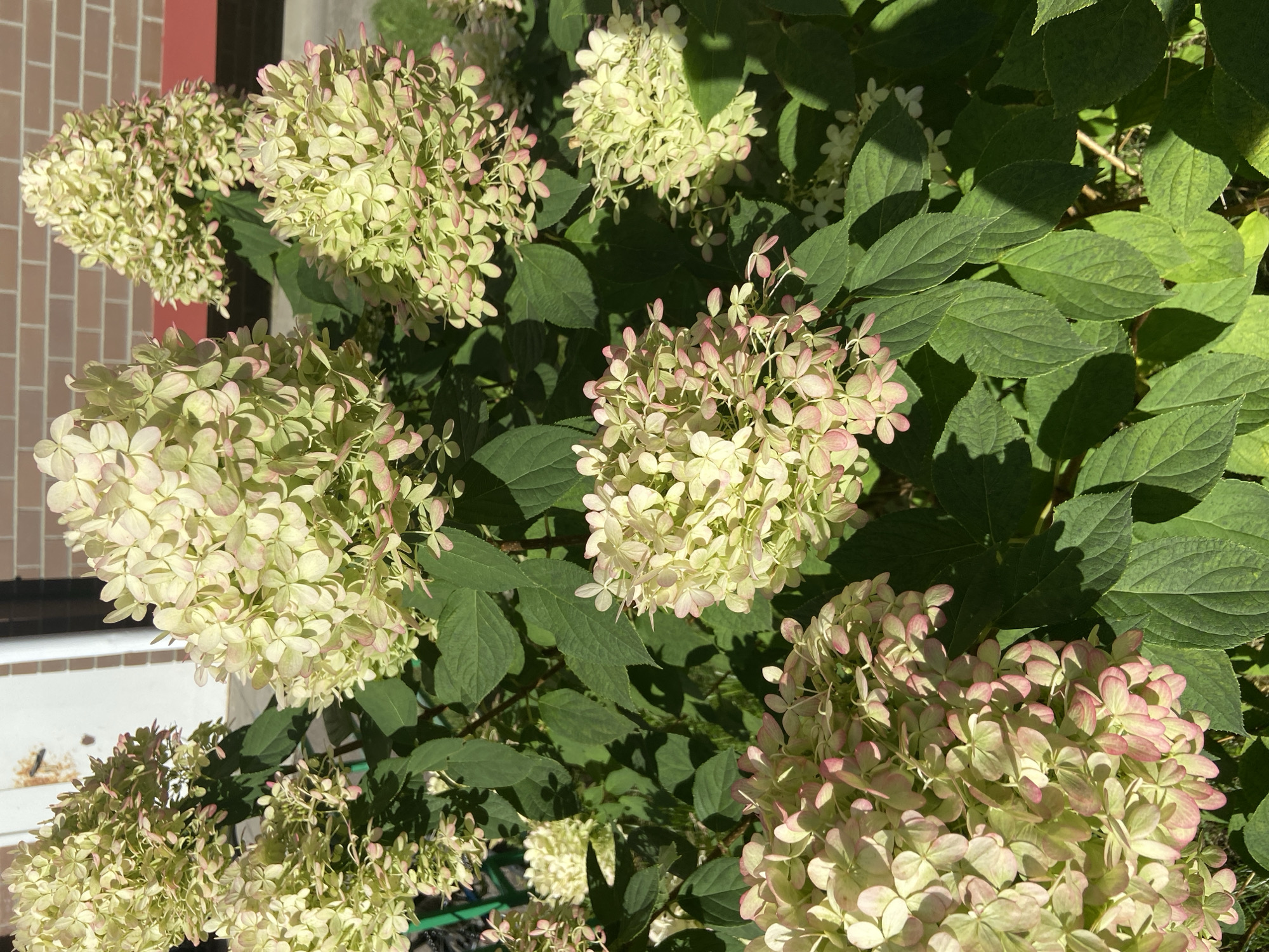 A bush with large, cone-shaped clusters of pale green and pink flowers, possibly hydrangeas, is in full bloom. The flowers are densely packed and show a gradient of color from light green at the base to pinkish hues at the tips of some petals. The leaves are a deep green, large, and have a slightly serrated edge. The bush is illuminated by sunlight, casting shadows on the leaves. In the background, a textured brick wall and a red bench are visible. The scene appears to be outdoors, likely in a garden or park setting. The image does not contain any people or identifiable actions or interactions. The location is stated to be Balashikha, Russia.