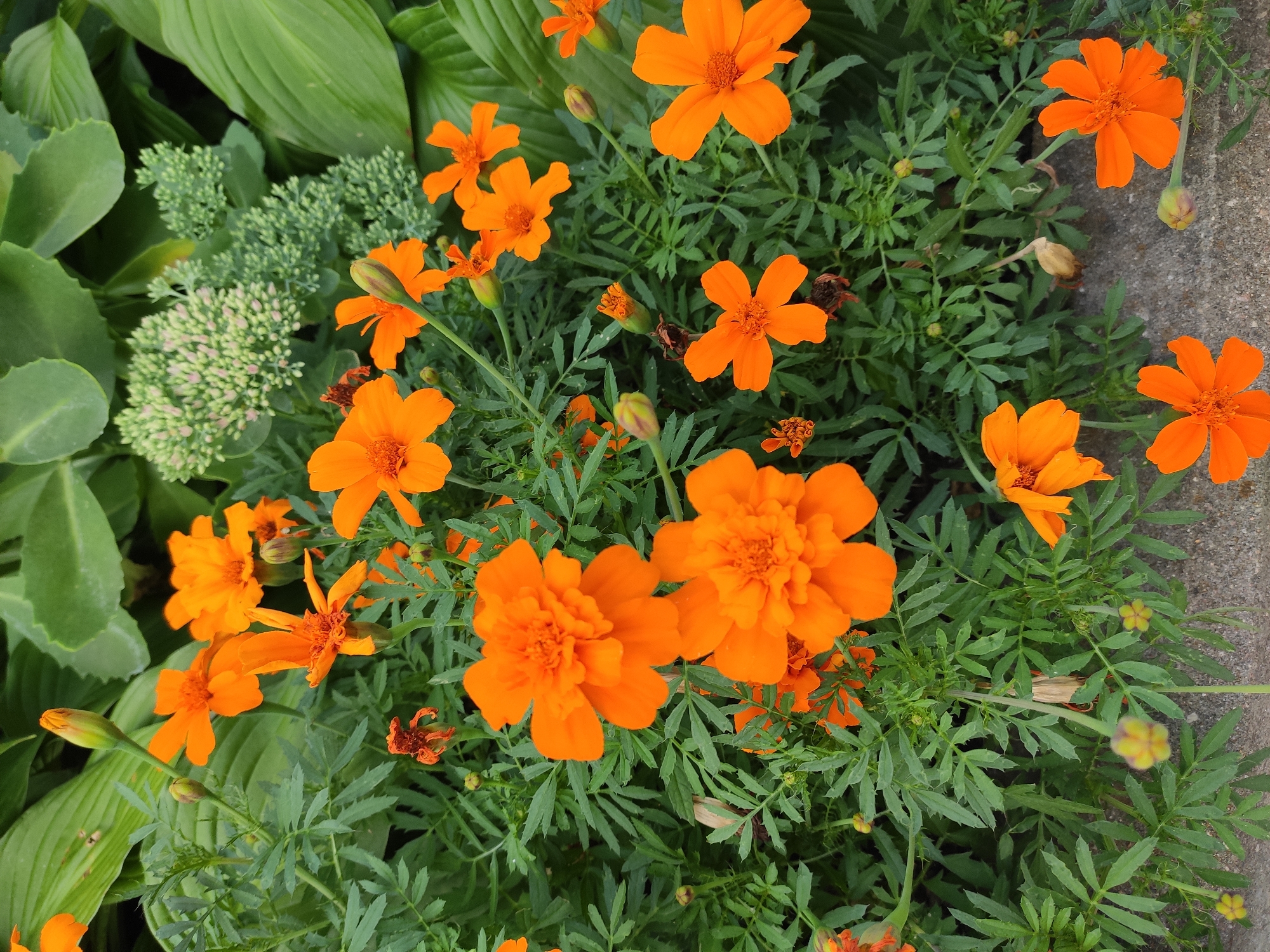 The image shows a close-up view of a flowerbed filled with vibrant orange marigolds. The marigolds are of various sizes and stages of bloom, with some fully open and others still in bud. The petals are a rich, saturated orange, and the centers are darker, revealing the flower's reproductive parts. The foliage of the marigolds is a deep green, with finely divided leaves characteristic of the species. In the background, larger, smooth green leaves of a different plant, possibly a hosta, are visible, along with clusters of small, pale green buds from another plant, likely sedum. The ground beneath the flowers appears to be a textured, gray surface, possibly concrete or gravel. There are no people or animals in the image. The scene is a natural outdoor environment, likely a garden.