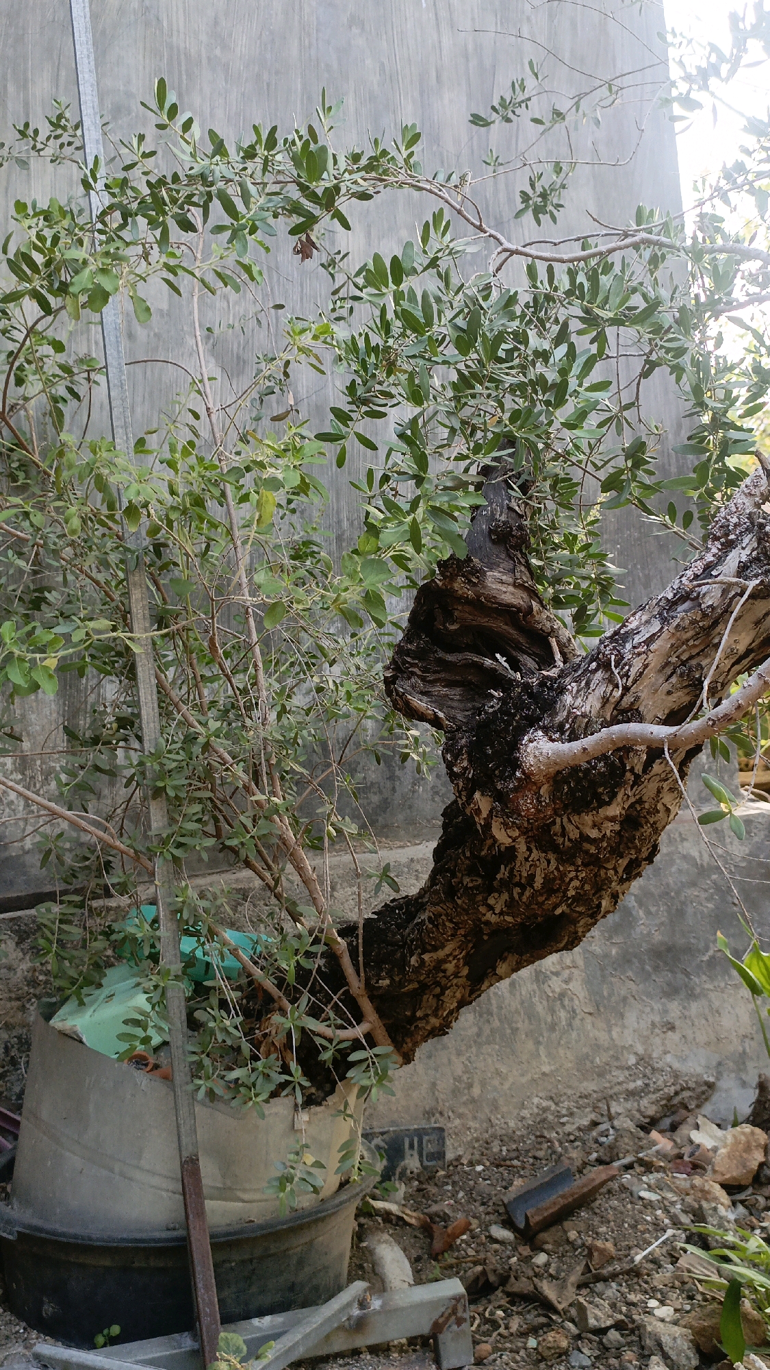 The image depicts a gnarled tree trunk with a thick, twisted branch extending horizontally, set against a concrete wall. The tree has sparse green foliage. It is planted in a large, irregular-shaped container, partially obscured by a green tarp. The ground around the container is covered in gravel, dirt, and scattered debris, including rocks and pieces of metal. A metal pole is propped against the foliage, and another metal object, possibly part of a stand or tool, lies on the ground in the foreground. The scene appears to be outdoors, likely in a backyard or garden area. The setting is Taliwang, Indonesia.