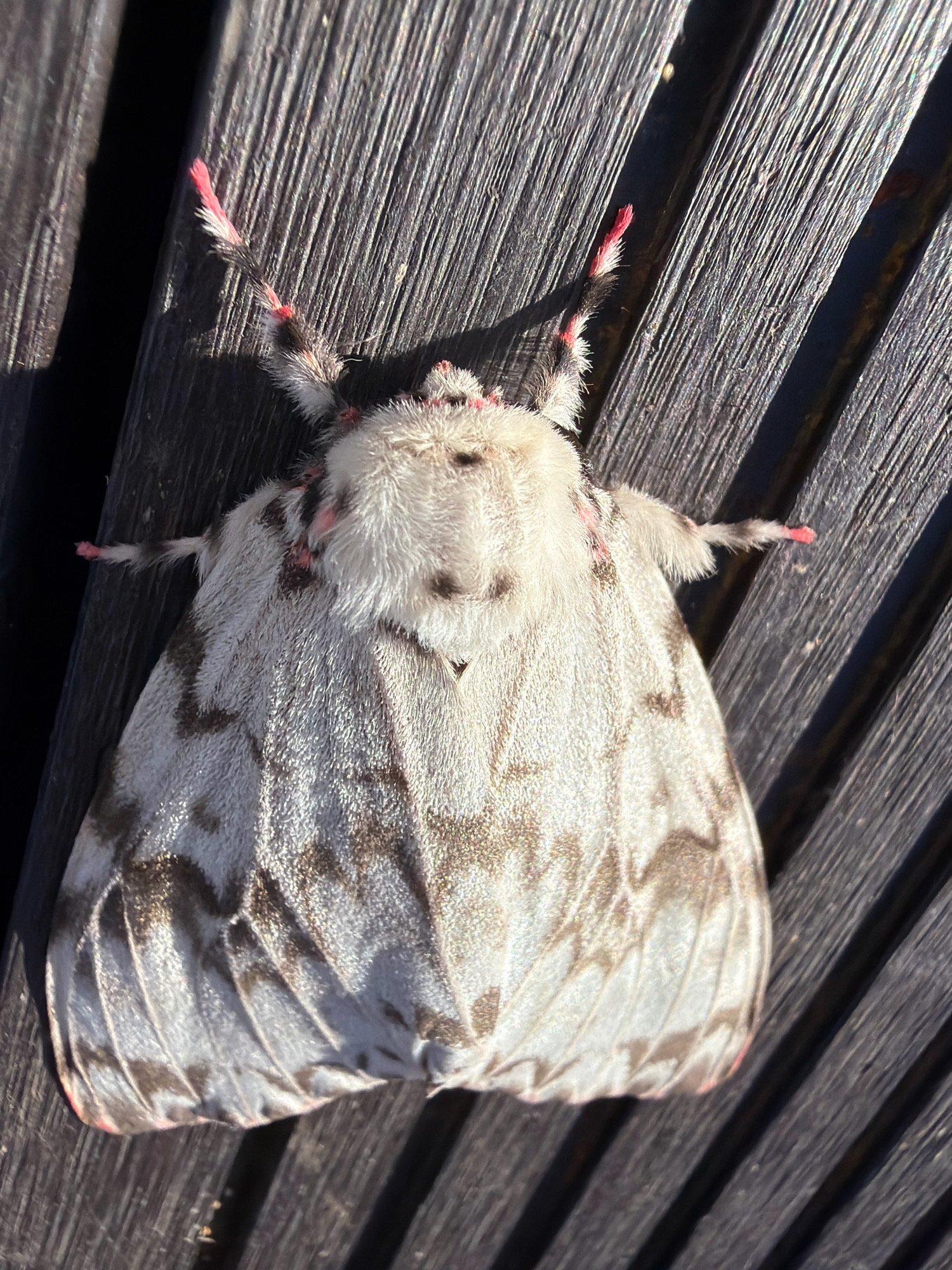 A light-colored moth with dark markings on its wings rests on a dark wooden surface composed of parallel planks. The moth's antennae and the tips of its legs are adorned with pink accents. The lighting suggests it is daytime, with shadows cast by the moth and the wooden planks. The setting appears to be outdoors, possibly in a park or a natural area, given the presence of organic elements like the moth and wood. The origin of this image is Yuzhno-Kurilsk, Russia.