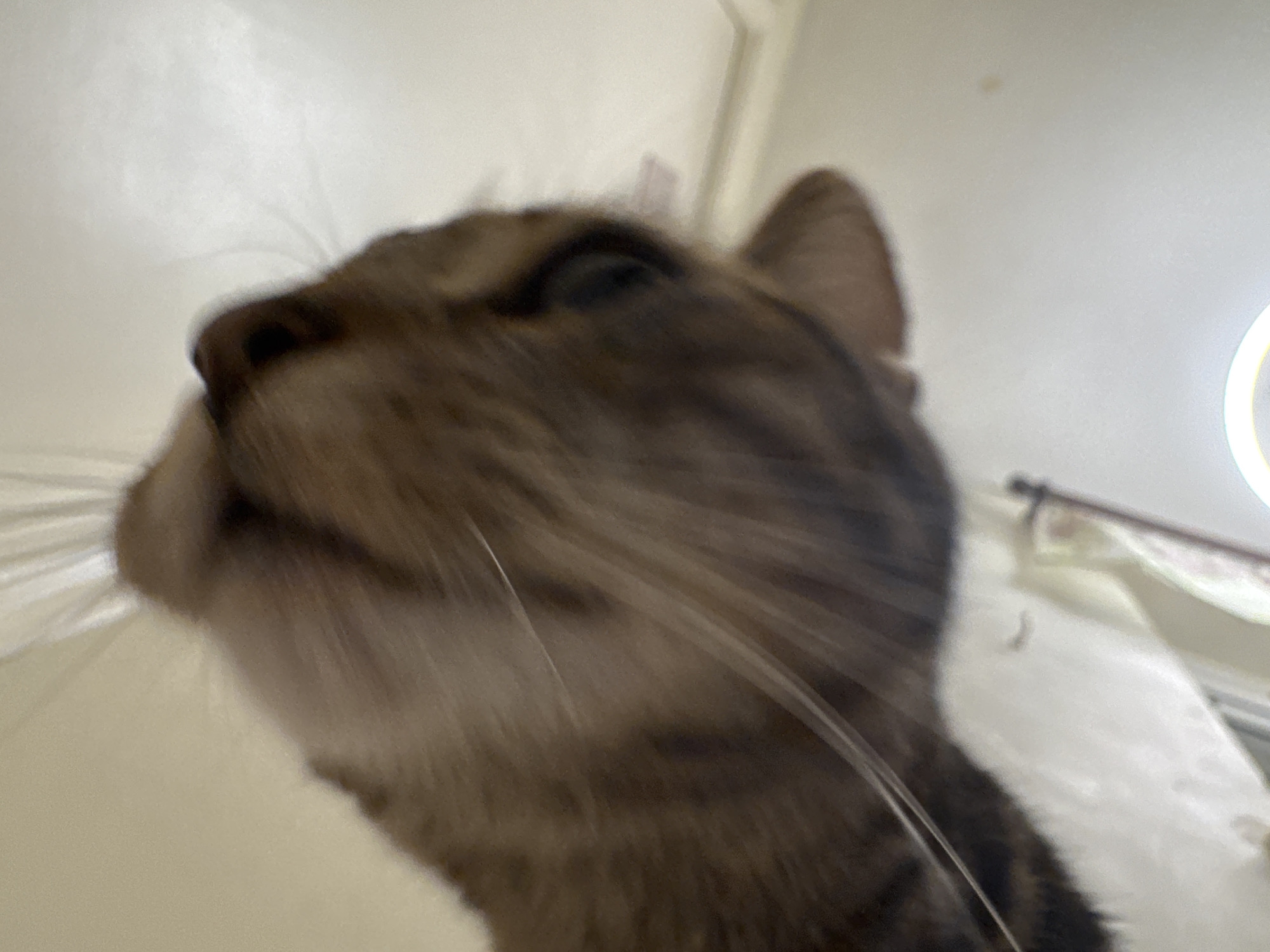 The image shows a close-up, low-angle view of a brown tabby cat's face. The cat's nose is prominent and slightly out of focus. One eye is visible and appears to be partially closed. Several whiskers are noticeable. The background is blurry, but parts of a white curtain and a light fixture are discernable. There are no indications of the image being located in Desborough, United Kingdom.