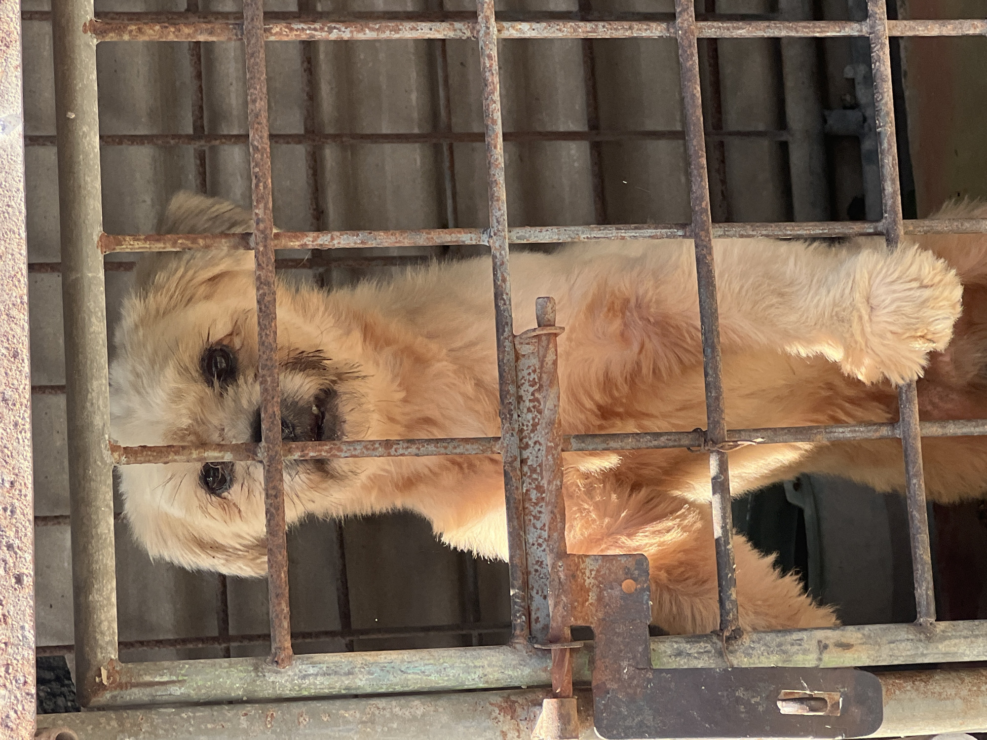 A tan, shaggy-haired dog with dark eyes and a wet nose is looking through the bars of a rusty metal cage. The dog's front paws are resting on the lower horizontal bar of the cage. The background inside the cage appears to be a dark, enclosed space, with a light-colored bucket visible at the bottom left. The cage is outdoors, with a concrete or rough wall visible behind it, and sunlight is casting shadows. The cage itself is made of thick, vertical and horizontal metal bars, with signs of rust and wear. A latch mechanism is visible on the left side of the cage door. This scene does not provide any specific visual cues to determine a precise location within Denpasar, Indonesia.