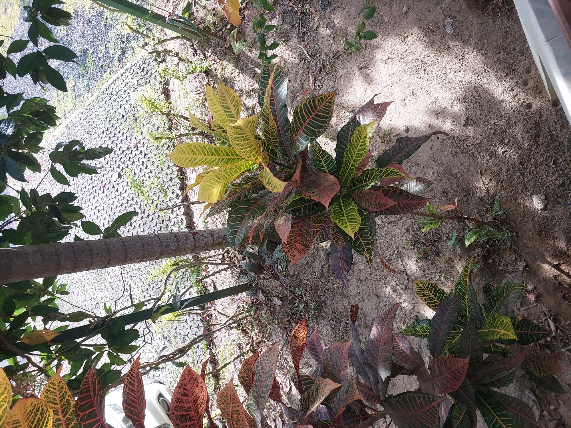The image captures a close-up view of several Croton plants with vibrantly colored leaves, ranging from deep red and maroon to yellow and green, set against a sandy ground. The plants are positioned outdoors, with a paved surface covered in small grey stones visible in the background, suggesting an outdoor area like a garden or walkway. A portion of a white car is visible on the left side of the frame, and a tall, thin tree trunk, possibly a palm tree, stands behind the plants. Sunlight casts shadows across the scene, highlighting the textures of the plants and the ground. The location is specified as Baan Mae Nam, Thailand. No people or specific actions are depicted.
