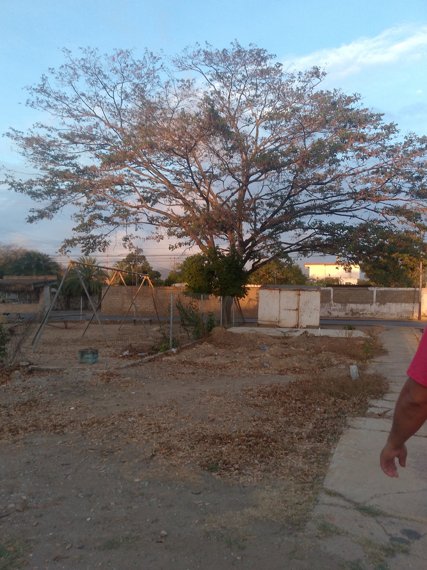 The image depicts a vacant lot in Juan Griego, Venezuela. The ground is mostly dirt and gravel covered with fallen leaves. A large tree dominates the scene, with a smaller tree growing near it. In the background, there is a dilapidated swing set, a storage container, and a concrete block wall. The sky is partly cloudy. Part of a person's arm is visible on the right side of the image. Electrical lines are visible in the background.