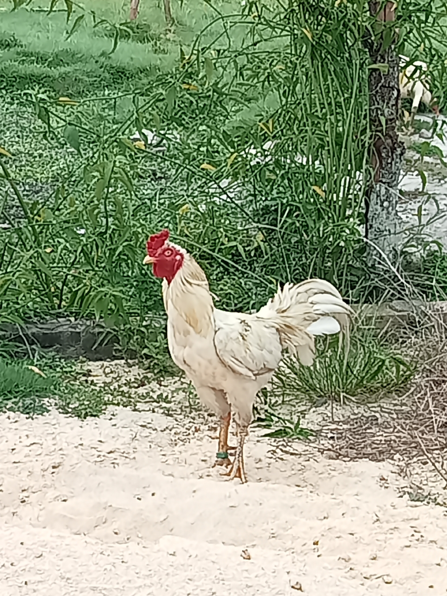 A white rooster with a red comb stands on sandy ground in front of lush green foliage and a tree. The rooster is facing left and is partially obscured by greenery. The environment appears to be a rural or semi-rural area, possibly a farm or backyard, in Melayu Besar Kota, Indonesia.