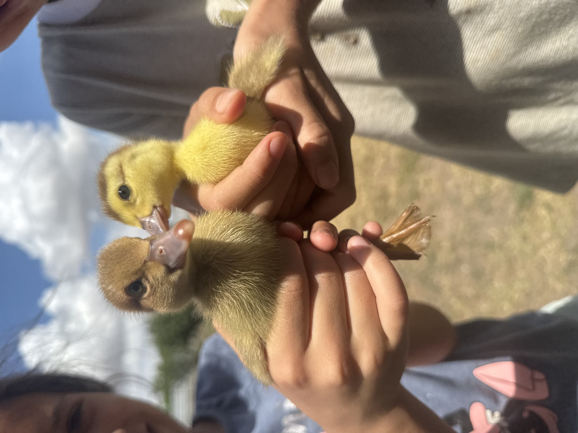 Two young ducklings, one brown and one yellow, are held by children's hands. The brown duckling is on the left, and the yellow duckling is on the right. The ducklings are fluffy and appear to be a few days old. Their beaks are pink. One child's face is partially visible on the left, smiling. The other child's upper body is visible on the right, wearing a light-colored shirt. The background consists of a blurred grassy area and a blue sky with white clouds. The scene suggests an outdoor, possibly rural or suburban setting. No specific details about the city of Shcherbanka, Ukraine, are present in the image.