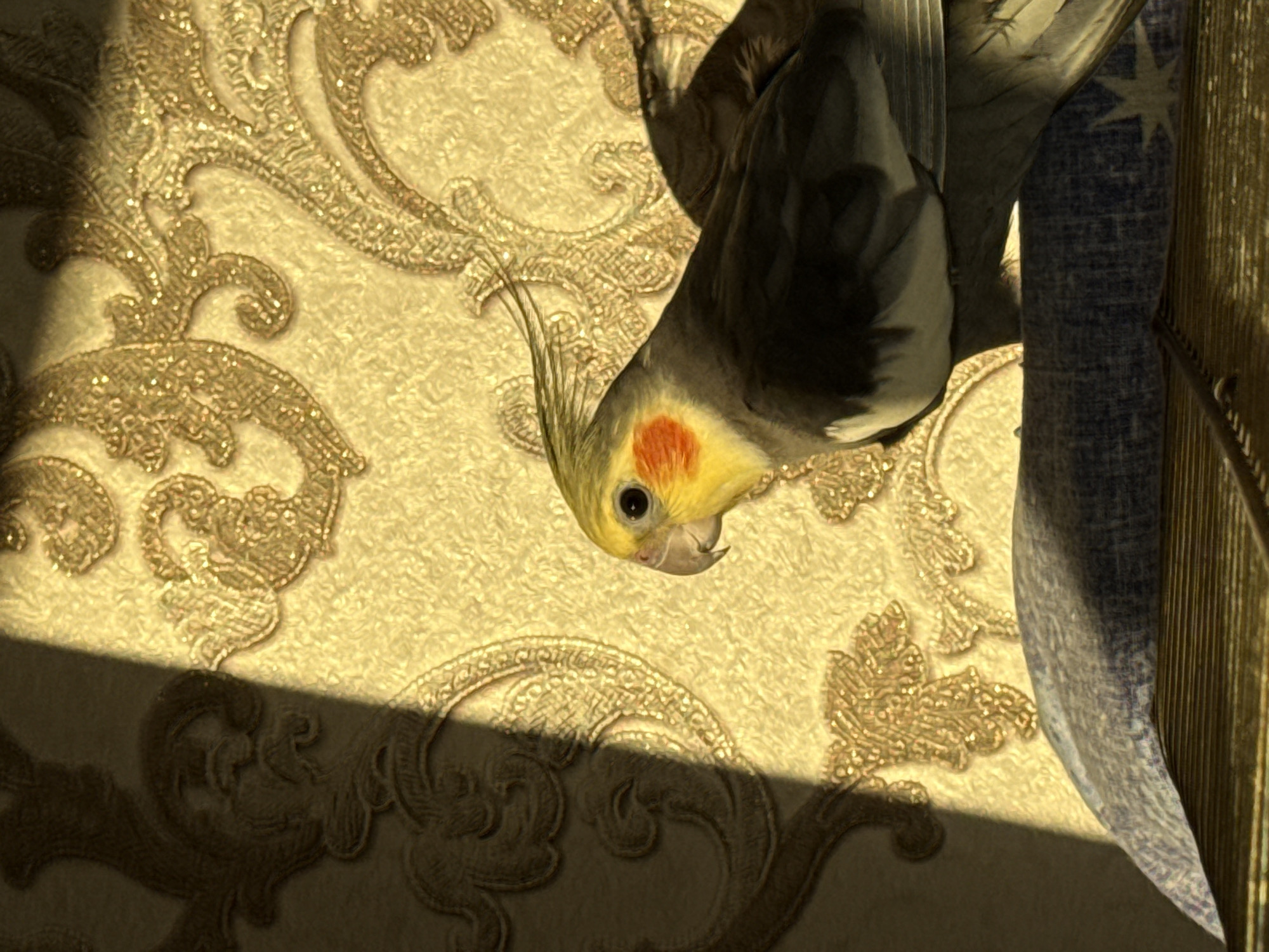 The image shows a cockatiel perched on a blue fabric-covered surface, possibly a cushion, in front of a textured, ornate golden wallpaper. A diagonal beam of sunlight illuminates a portion of the wallpaper and the bird's head. The bird is facing left, with its crest raised and an orange cheek patch visible. The background wallpaper has an intricate, raised floral or damask pattern. The bottom of the image shows a glimpse of a metal cage or grate. There are no people or visible signs of a specific location in the city of Chaikovsky, Russia.