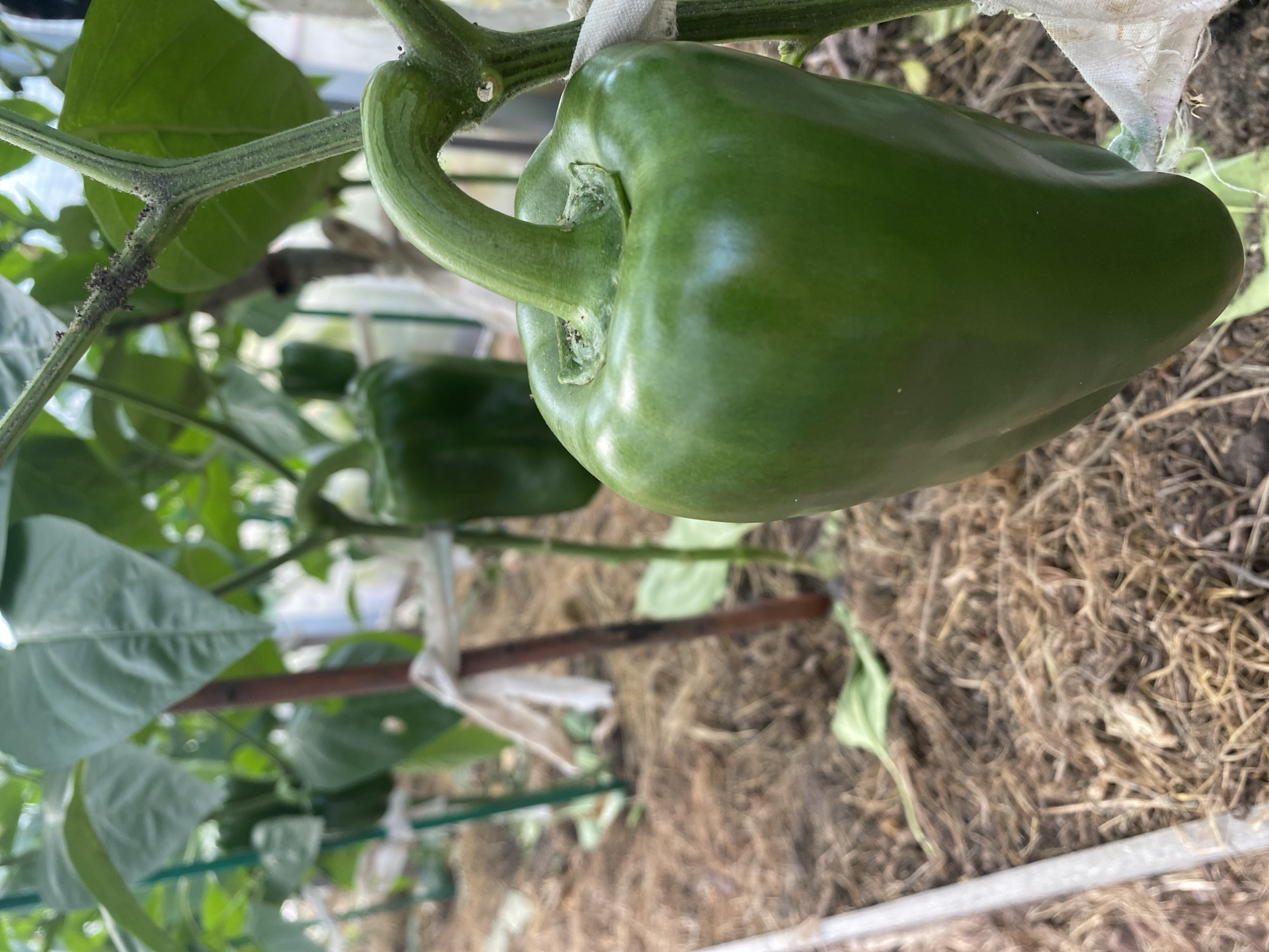 This is a close-up, slightly angled, eye-level, medium shot of a green bell pepper growing on a plant in what appears to be a greenhouse. The bell pepper is in the foreground on the right side of the frame, filling a significant portion of the image. It is a deep green color and has a smooth, glossy surface. The stem of the pepper curves upwards and attaches to a thicker, ribbed green stalk. Small, dark specks, likely aphids, are visible clustered on the stalk above and to the left of the pepper.
In the background, out of focus, are more green bell peppers, leaves, and the supporting structure of the plant, including wooden stakes and white ties. The ground is covered with dried straw or hay, with some green leaves scattered amongst it. The lighting suggests it is daytime, possibly overcast or with diffused sunlight. The overall impression is of a healthy, growing pepper plant, though the presence of aphids indicates a potential pest issue. The location is specified as the city of Krupki, Belarus, within a cultivated environment like a garden or greenhouse.