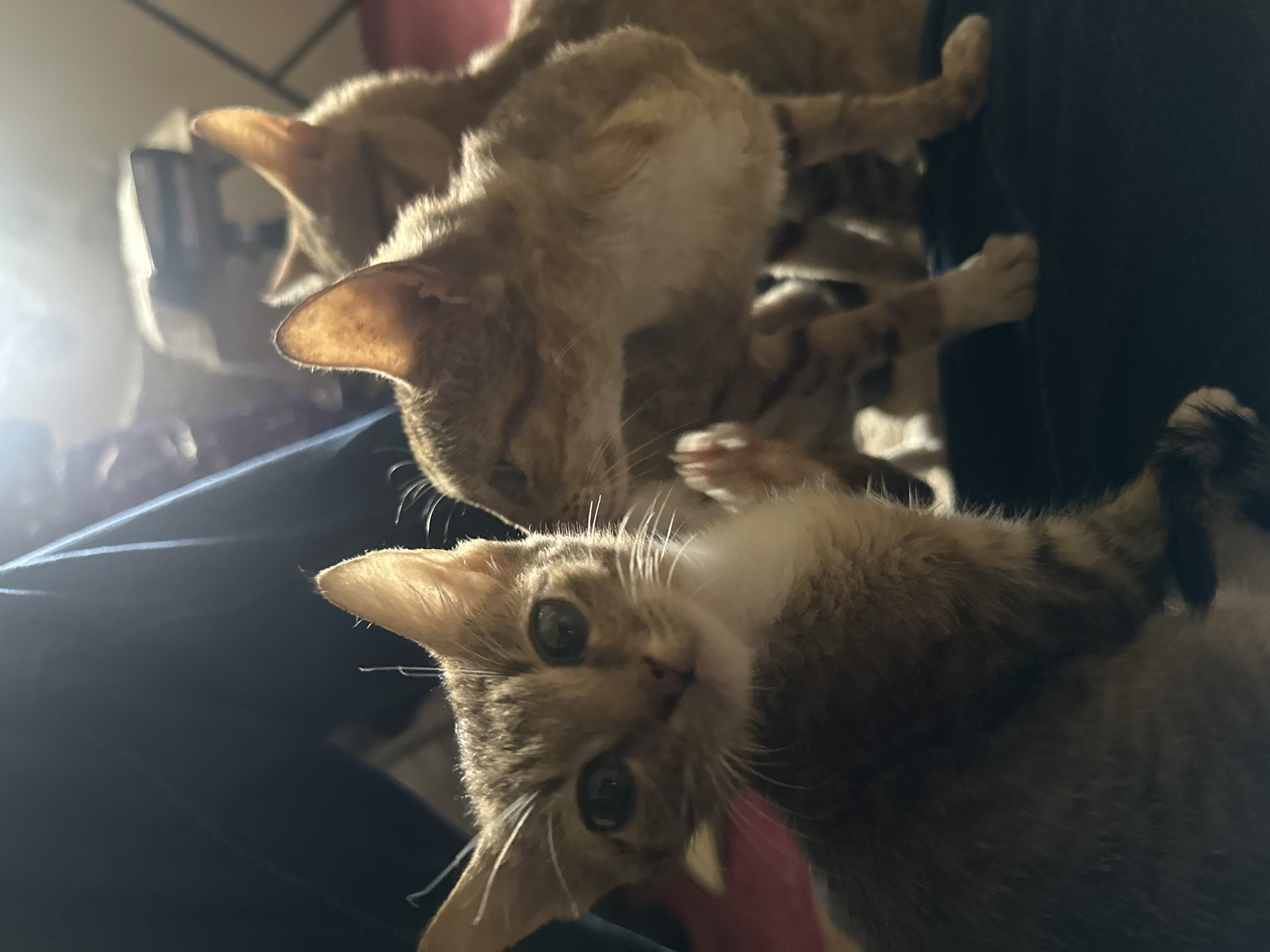 This is a close-up, low-angle, indoor photograph of at least three kittens. The kittens are a mix of tabby and ginger coloration. One kitten, in the foreground and upside down, has large, round, dark eyes and prominent white whiskers. Its head is tilted back, and it appears to be looking directly at the camera. Another ginger kitten is positioned behind and to the left of the foreground kitten, also looking towards the camera. A third kitten, mostly out of focus, is visible in the background, also appearing to be ginger.
The kittens are nestled together, with their bodies overlapping. Their paws are visible, some appearing to be reaching out. They are on a dark blue fabric surface, possibly clothing or upholstery. The lighting suggests it is daytime, with sunlight streaming in from the left, creating highlights and shadows on the kittens' fur. The overall atmosphere is intimate and playful, as is typical of young kittens. There is no visible text in the image. The location context of Jos, Nigeria, does not provide specific visual cues within the image itself.