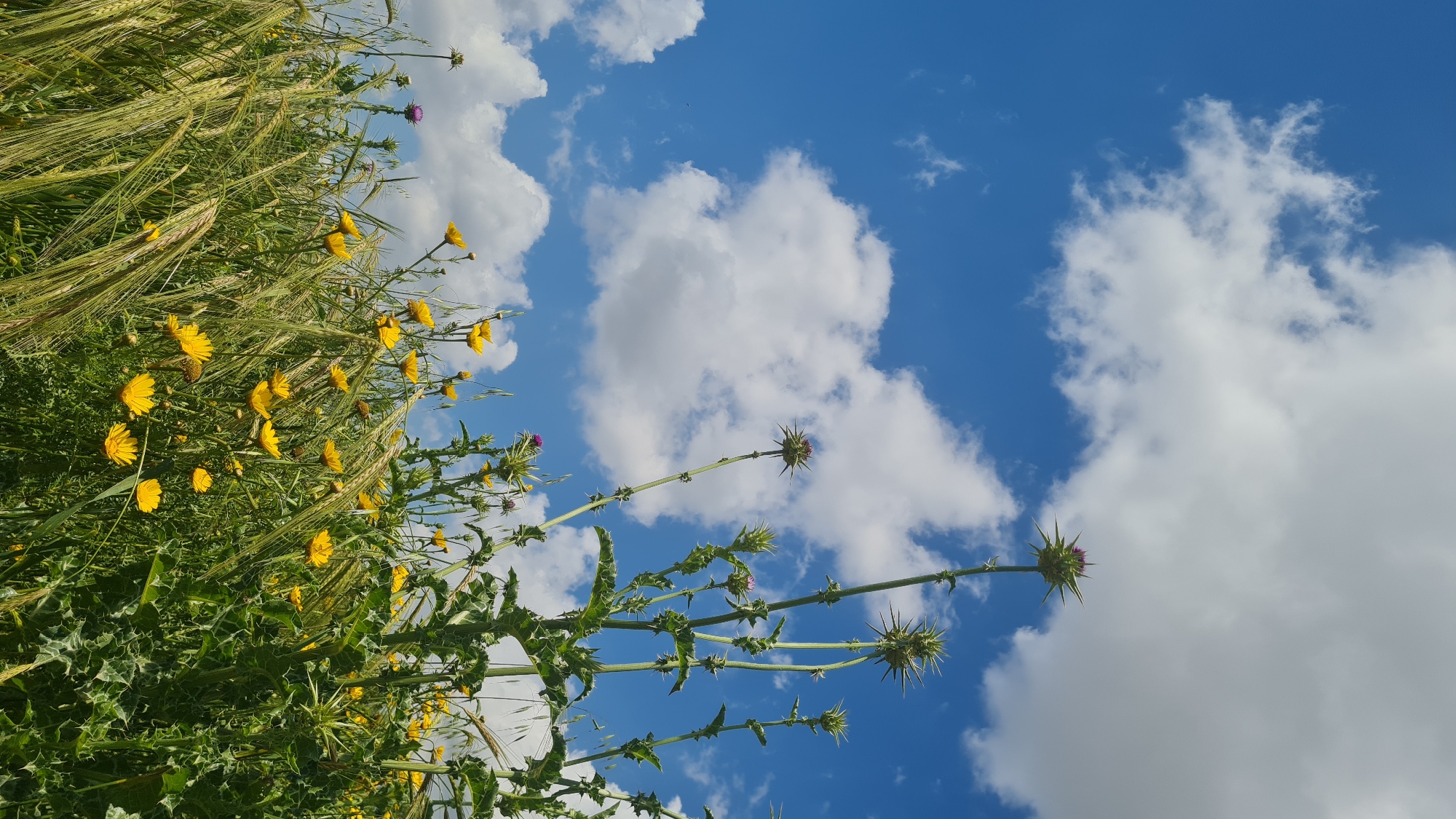 The image captures a natural scene in the Lachish Regional Council, Israel. A field of green vegetation, including yellow flowering plants and thistles with purple buds, occupies the left and lower portions of the frame. In the background, a vibrant blue sky is scattered with fluffy white clouds. The perspective is looking upward.