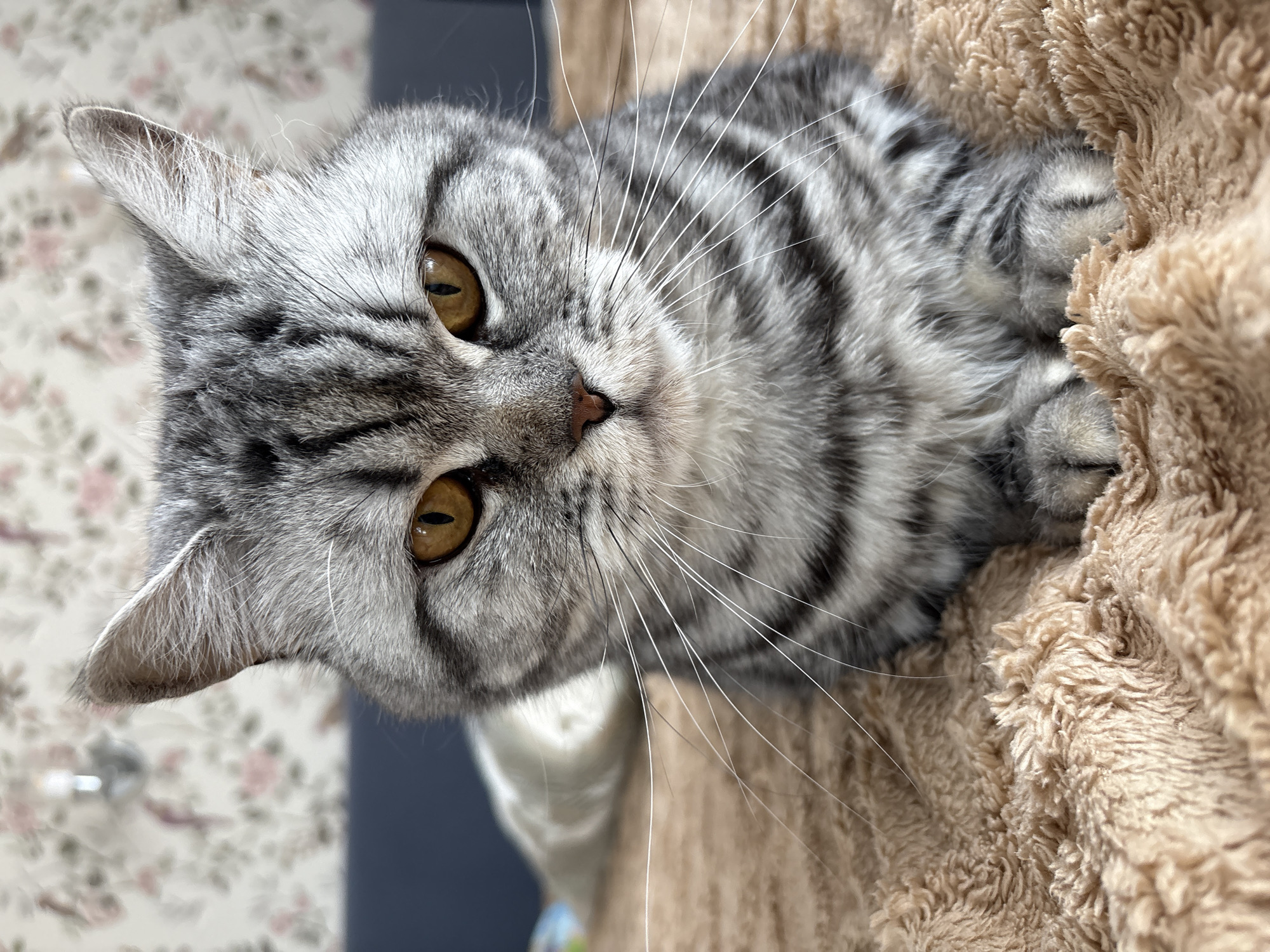 A close-up, angled shot shows a gray tabby cat with amber eyes looking directly at the camera. The cat is partially nestled into a tan, plush blanket or surface. The background is blurred, but a floral pattern can be discerned on a wall or surface, along with a dark blue vertical section. The cat's fur is striped with gray and darker gray/black markings. The cat's whiskers are long and white, contrasting with its fur. The image is focused on the cat's face, capturing its expression and fur detail. There is no evidence of Izhevsk, Russia.