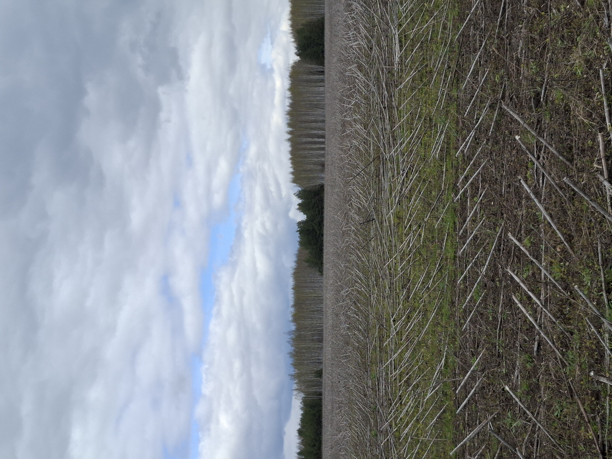 The image captures a vast rural landscape, likely in Treshchevka, Russia, under an overcast sky with patches of blue. In the foreground, a harvested field extends across the lower portion of the frame. It is covered with numerous dry, light-colored stalks or stubble, possibly remnants of a crop like sunflowers or corn, which lie scattered or in diagonal patterns across the earth. Interspersed among these dry stalks are patches of green vegetation, suggesting weeds or early new growth.
A distinct line of trees forms the horizon in the midground, stretching horizontally across the entire width of the image. These trees appear largely bare or with very sparse, light-colored foliage, indicating either late autumn, winter, or early spring. Some darker, denser evergreen trees are visible at the base of this tree line, particularly on the left.
The upper half of the image is dominated by the sky, filled with a dense cover of grey and white clouds. Breaks in the cloud cover reveal clear patches of bright blue sky, particularly prominent towards the middle and right side of the image. The overall lighting suggests it is daytime. No people, animals, buildings, or discernible activities are visible in the scene. There is no visible text. The landscape conveys a quiet, post-harvest natural setting.