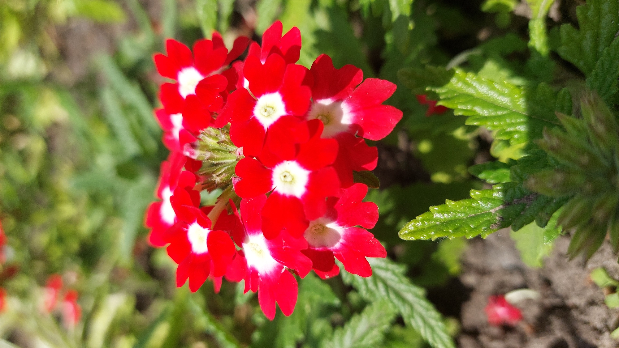 A close-up, slightly angled shot captures a vibrant cluster of red flowers with prominent white centers. The flowers are the central subject, appearing in a dense, rounded inflorescence. Each individual bloom features five bright red petals surrounding a distinct white core, which often has a faint yellow or cream hue in its very center.
The flowers are set against a backdrop of lush green foliage. Some leaves, particularly those in the mid-ground and foreground on the right side, are sharply detailed, showing serrated edges and a slightly textured surface. Other leaves and plant elements in the background are softly blurred, creating a shallow depth of field that emphasizes the floral cluster.
The scene is brightly illuminated by natural sunlight, casting subtle shadows among the petals and highlighting the glossy surface of the leaves. A patch of dark soil is visible towards the bottom right of the frame, further grounding the plant in a natural outdoor setting, likely a garden or wild area. There is no visible activity, and no text is present in the image. The overall impression is one of natural beauty and vibrant color under clear, sunny conditions.
