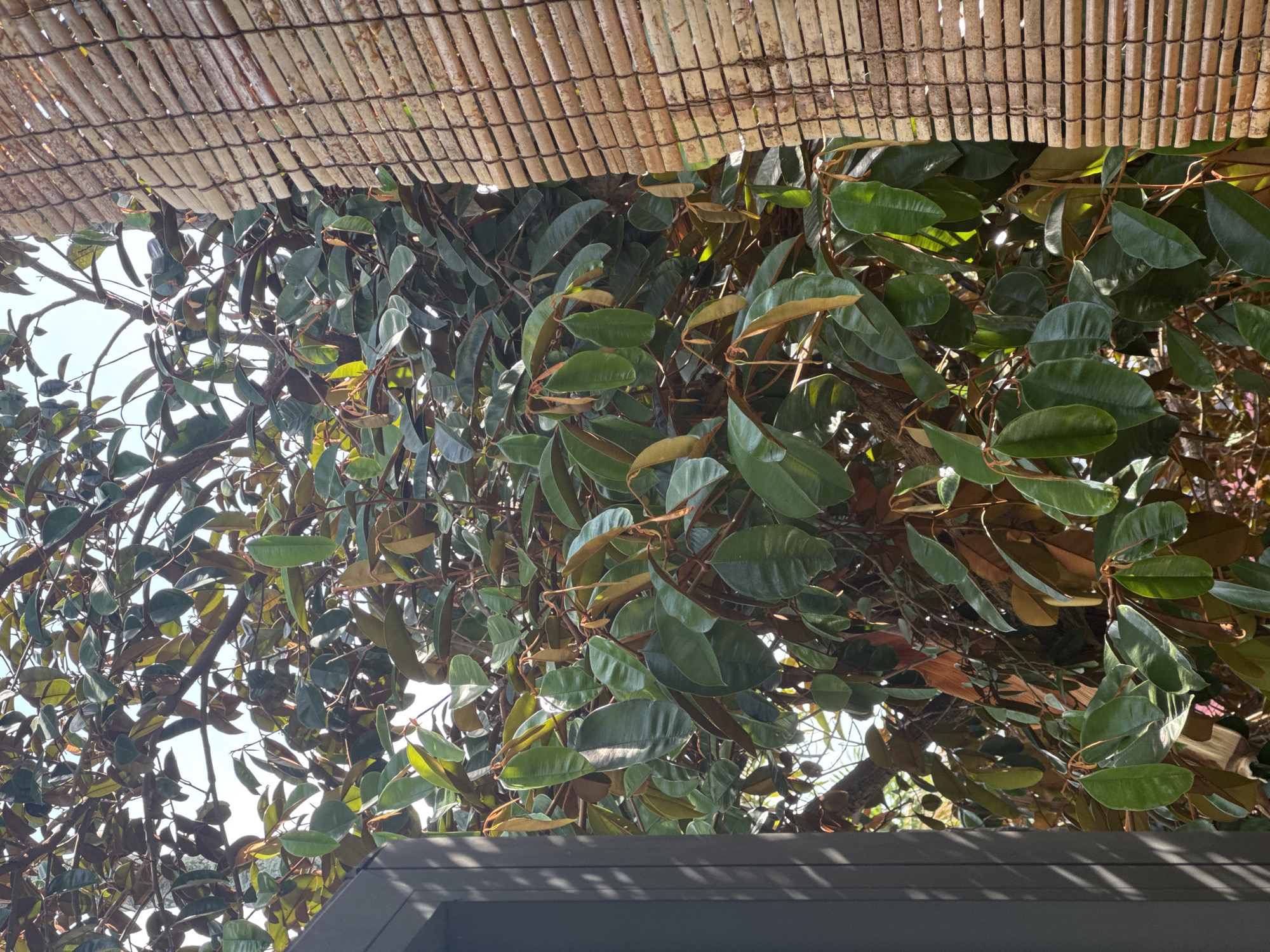 The image is taken from a low angle, looking up into a dense tree canopy, with a bamboo-slat ceiling above and a partial view of a gray rooftop below. The tree leaves are predominantly green, with some exhibiting a brownish-bronze underside. Light filters through the canopy, creating a dappled effect. It is impossible to determine a specific location in Đà Nẵng, Vietnam, without additional context. The scene contains no people or interactions.