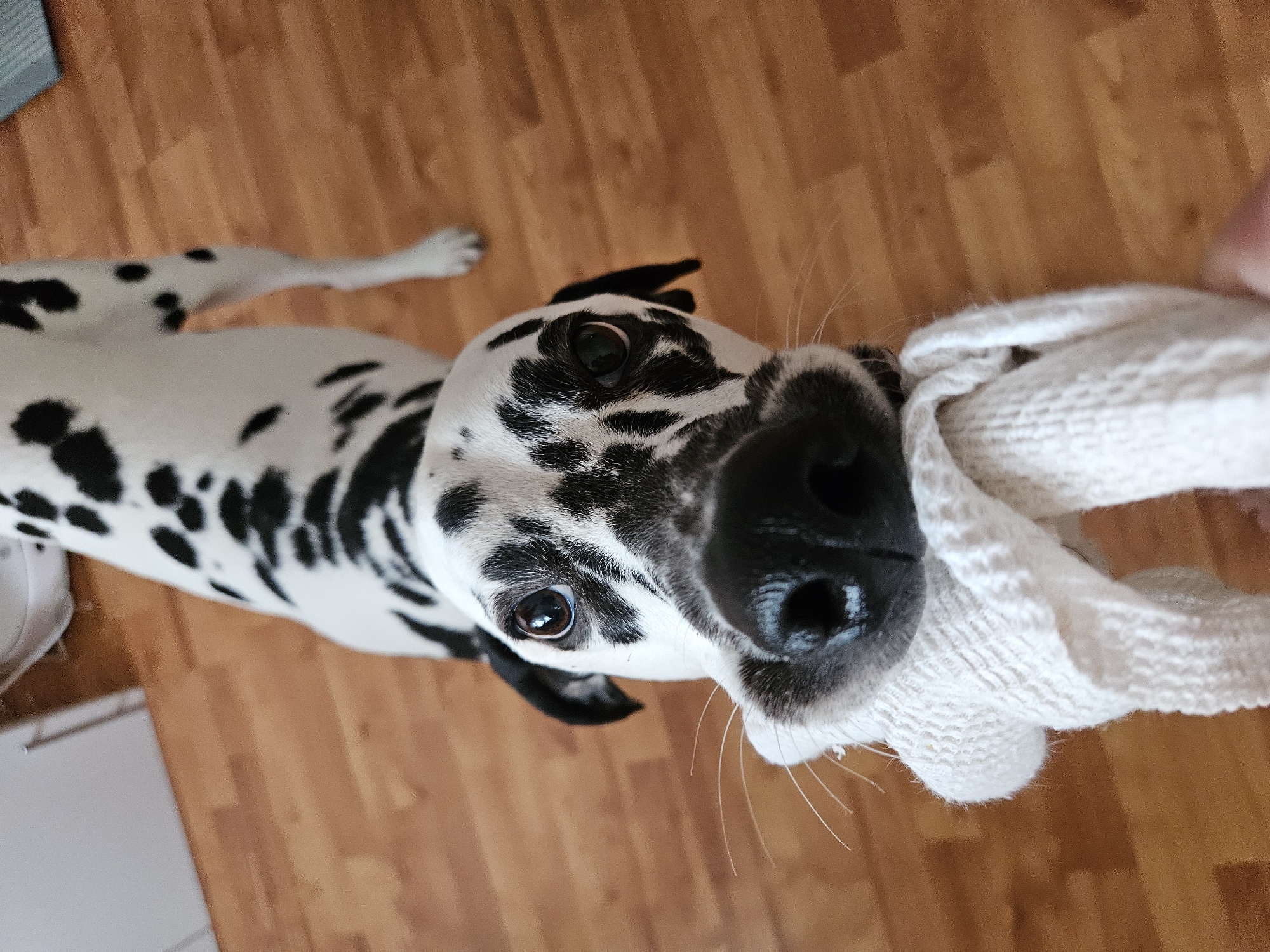 This image captures a close-up, high-angle view of a Dalmatian dog engaging in an indoor interaction in Chaikovsky, Russia. The dog, predominantly white with distinct black spots across its fur, is centered in the frame, looking directly at the camera with its dark brown eyes. Its black nose is prominent, and visible whiskers extend from its muzzle. The dog holds a crumpled white, textured fabric item, possibly a towel or soft toy, firmly in its mouth. A human hand with partially visible fingers is present in the lower right corner, grasping the fabric, indicating a tugging action with the dog. The animal stands on a clean, light brown wooden floor with visible planks. The background is out of focus, revealing blurred white surfaces, likely interior walls or cabinetry.