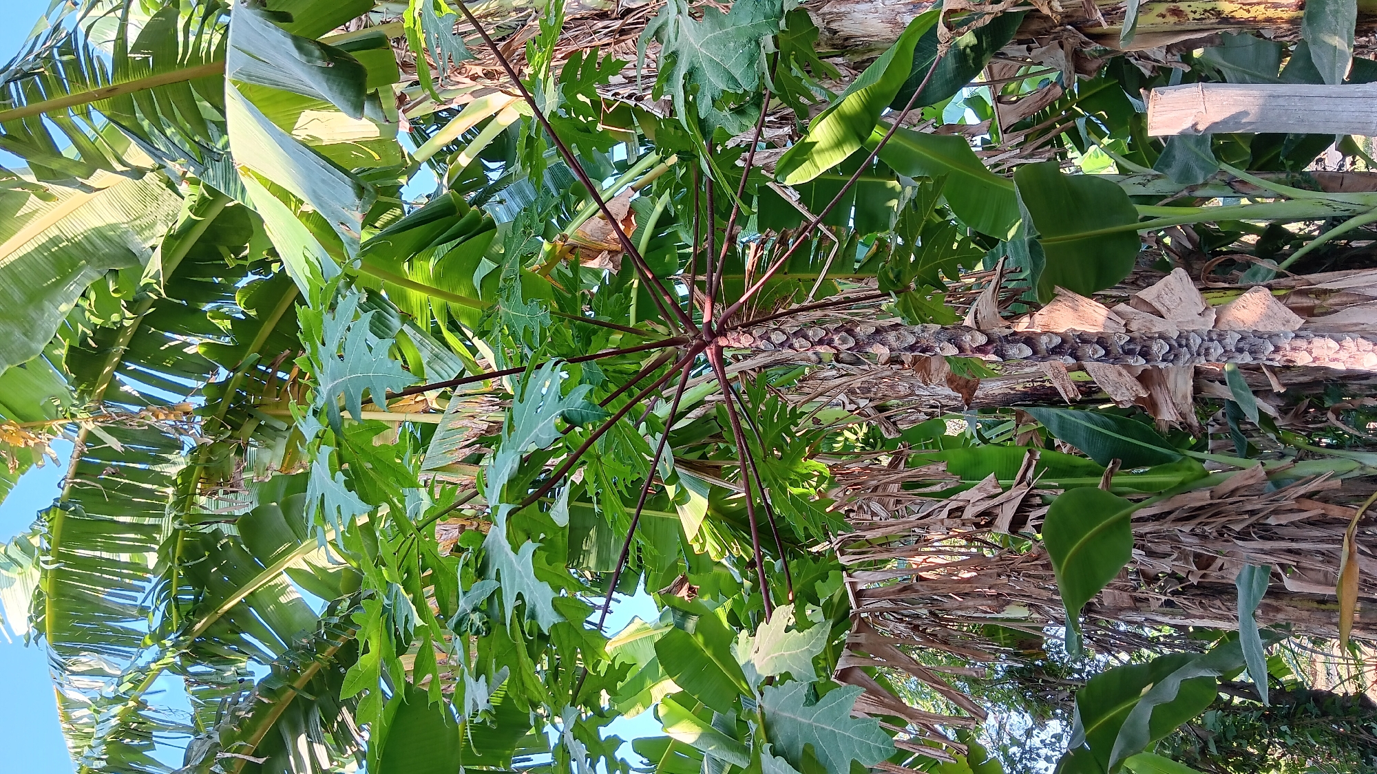 In Sonobekel, Indonesia, a close-up, eye-level shot captures a lush tropical scene dominated by various plant life. In the foreground, the textured, light-brown trunk of a papaya tree stands prominently, marked by distinct circular scars. Its dark-red branches extend outward, supporting large, green, palmate leaves. Surrounding the papaya are the broader, vibrant green leaves of banana trees. Some of these banana trees also exhibit their own textured, light-brown pseudostems. The background reveals more dense foliage, with some dried, brown leaves interspersed among the green, suggesting a natural, overgrown environment. The bright blue sky is visible through gaps in the canopy, indicating a clear day. The lighting suggests it is daytime, with sunlight illuminating the leaves and creating some shadows. The overall impression is one of abundant vegetation in a tropical setting.