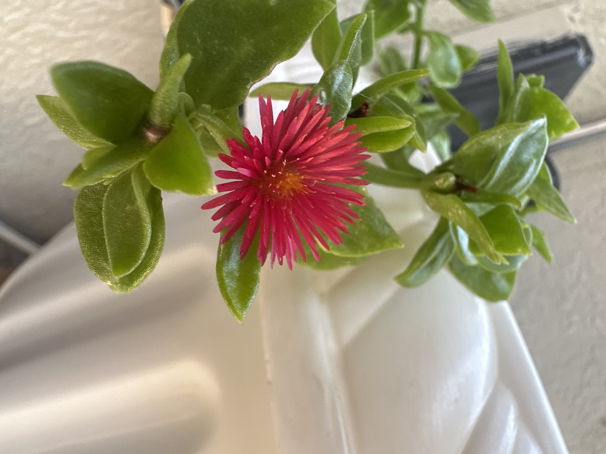 A close-up, eye-level, portrait-oriented photograph shows a vibrant pink flower with delicate, needle-like petals and a yellow center. The flower is in sharp focus and is positioned to the left of the frame. It is surrounded by plump, green succulent leaves, some of which appear to be slightly fuzzy. The plant is growing in a white planter, the textured surface of which dominates the right side of the image. The background is blurred, suggesting a shallow depth of field. The lighting appears to be natural, casting soft shadows and highlighting the textures of the plant and planter. The image was captured in Masazir, Azerbaijan.