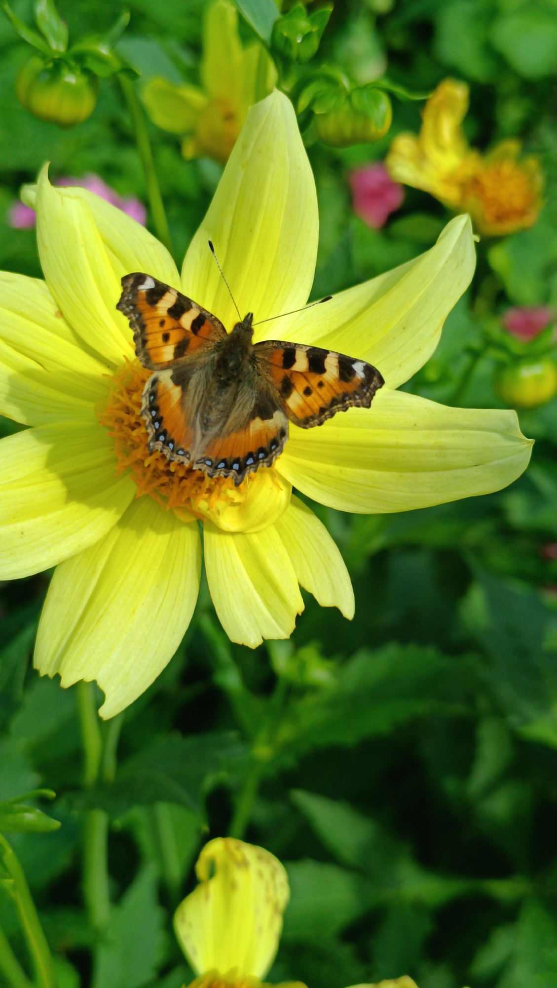 A butterfly is perched on a yellow flower in Karsha, Russia. The butterfly, with its orange and black wings, is the focal point of the image. The flower is large and yellow, with delicate petals. The background is a blur of green leaves and other flowers, suggesting a garden setting. The lighting is natural and appears to be from the sun.
