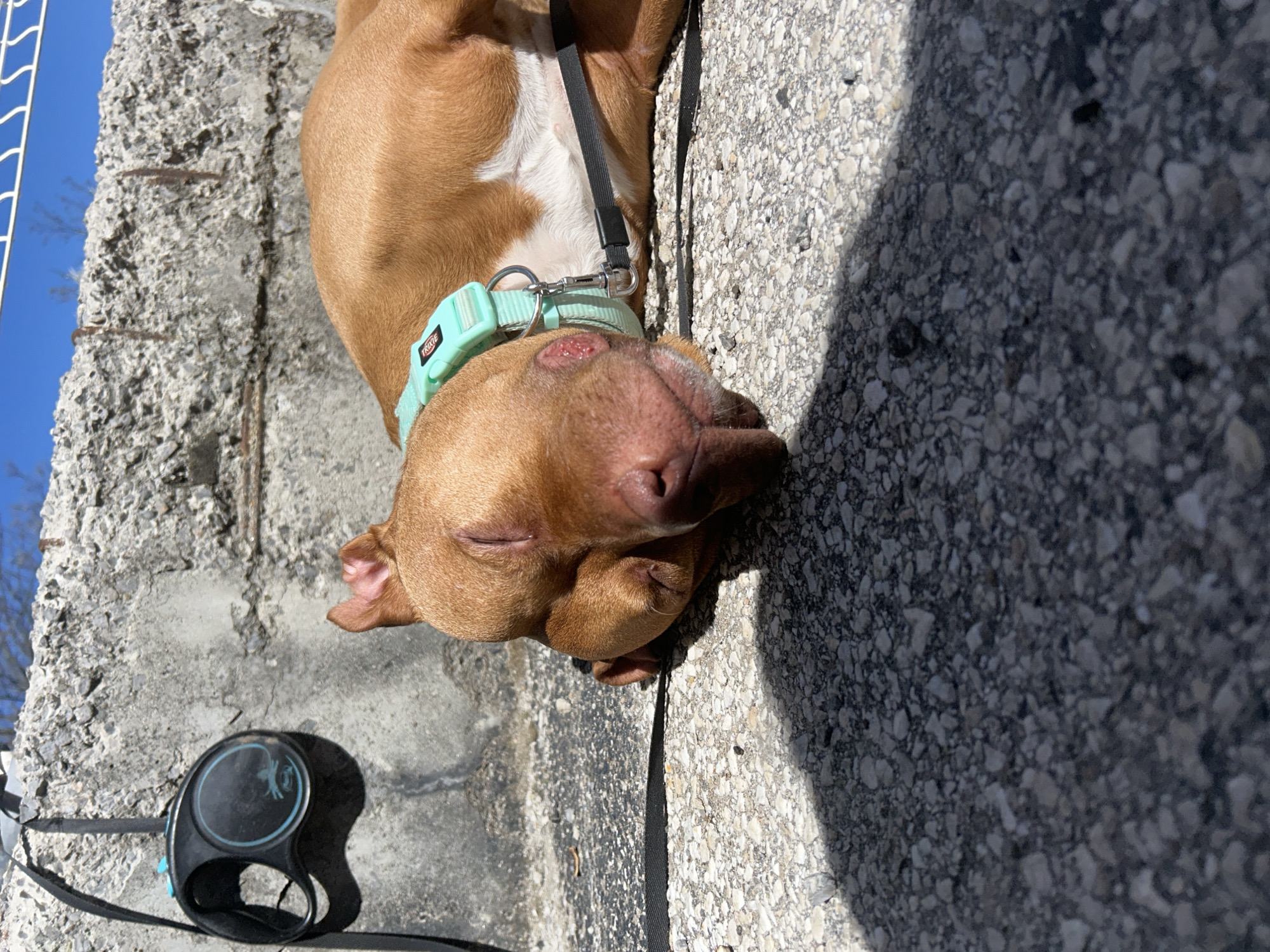 A light-brown pit bull with a light-blue collar is lying on its side on a concrete surface, its eyes closed. The concrete surface is bordered by a rough, gray stone wall. A black retractable leash is beside the dog on the wall. The location is outdoors, under bright sunlight. The city and region are unknown.