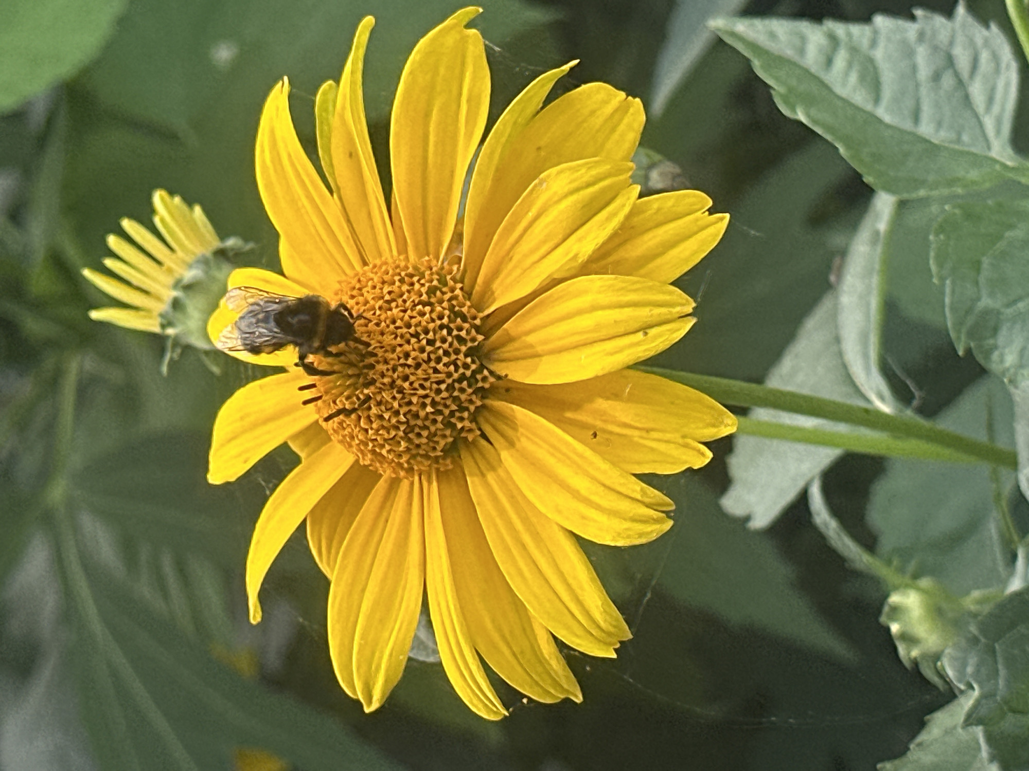 A close-up shot captures a bumblebee perched on a vibrant yellow daisy-like flower. The bee, with its fuzzy body and black and yellow stripes, is positioned on the flower's center, which is composed of numerous tiny florets. The petals of the flower are a bright yellow, radiating outwards. In the background, out of focus, are green leaves and another smaller, unopened yellow flower bud. The scene is illuminated by natural light, casting soft shadows. The location is specified as Lobacheve, Ukraine.