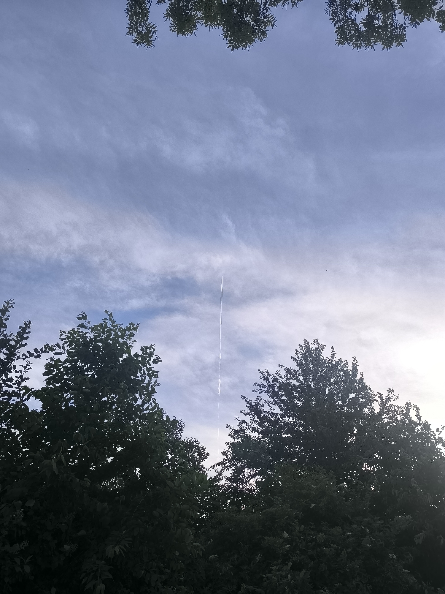 The image captures a view looking up towards a cloudy sky, framed by the dark silhouettes of leafy trees at the bottom and top edges. A thin, white contrail from an aircraft stretches vertically across the middle of the sky, a prominent line against the pale blue and grey wispy clouds. The clouds are streaked horizontally, suggesting movement or wind at high altitudes. The overall impression is one of a serene, possibly late afternoon or early morning sky, given the soft light and the muted colors. The dense foliage of the trees indicates a natural, outdoor setting, likely a park or a backyard in a residential area. The bright spot on the right side of the image suggests the sun is either setting or rising, partially obscured by clouds and possibly some atmospheric haze. No people or explicit text are visible in the image. The scene evokes a sense of quiet observation of the sky.