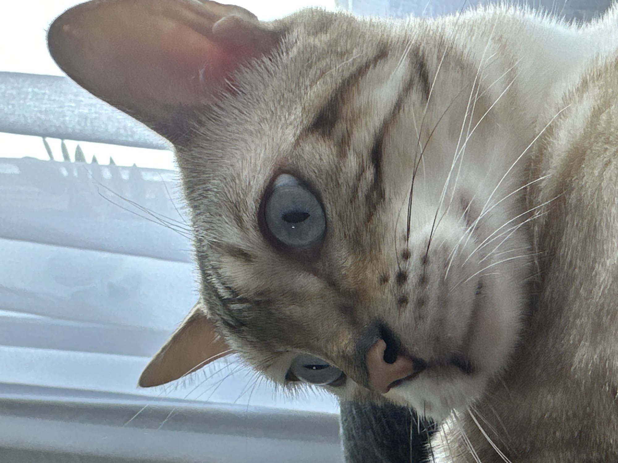 The image is a close-up portrait of a Bengal cat's face. The cat has striking blue-green eyes and distinctive spotted markings on its fur. It appears to be looking off to the side with an alert expression. The background consists of a softly lit, out-of-focus curtain, suggesting an indoor setting. The cat's whiskers are prominent and spread wide. There is no visible indication of the cat's location in Gornyi Erik, Russia.