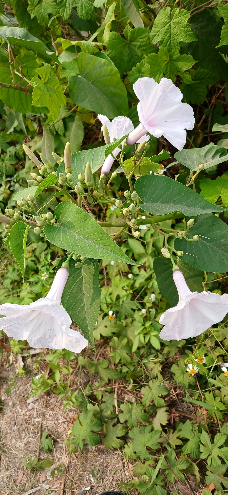 The image depicts a cluster of white trumpet-shaped flowers with pale pink interiors, hanging from a vine with large, heart-shaped green leaves. Many unopened buds are visible on the vine, along with some small white and yellow wildflowers growing amongst the foliage on the ground. The setting appears to be a natural, outdoor environment, possibly the side of a road or a patch of overgrown vegetation in Sutawinangun, Indonesia. The lighting suggests it is daytime. No people or specific urban structures are visible in the frame.