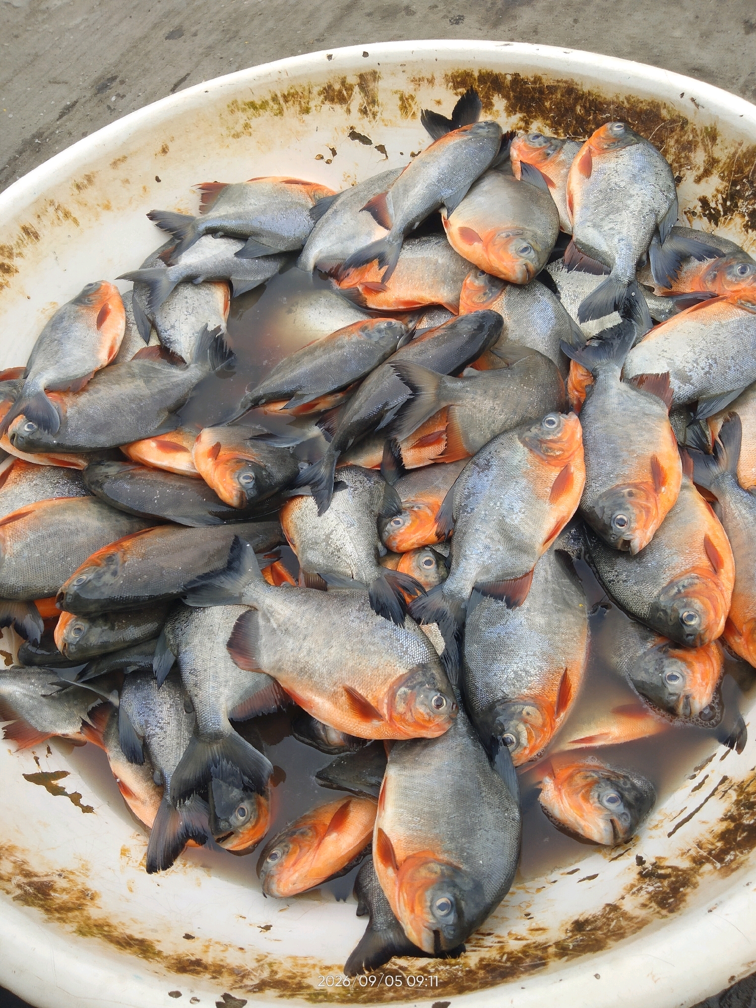 A high-angle, close-up shot shows a large quantity of freshly caught fish, primarily of the Red-bellied Pacu variety, piled in a white, shallow basin. The fish are a mix of silver-grey with vibrant orange undersides and fins. Some have their mouths slightly agape, revealing their teeth. They are submerged in murky water, which has stained the edges of the basin with a brownish residue. The background consists of a coarse, greyish concrete surface, suggesting an outdoor setting. The overall scene depicts a market or collection point for fish. A timestamp in the bottom right corner reads "2026/09/05 09:11".