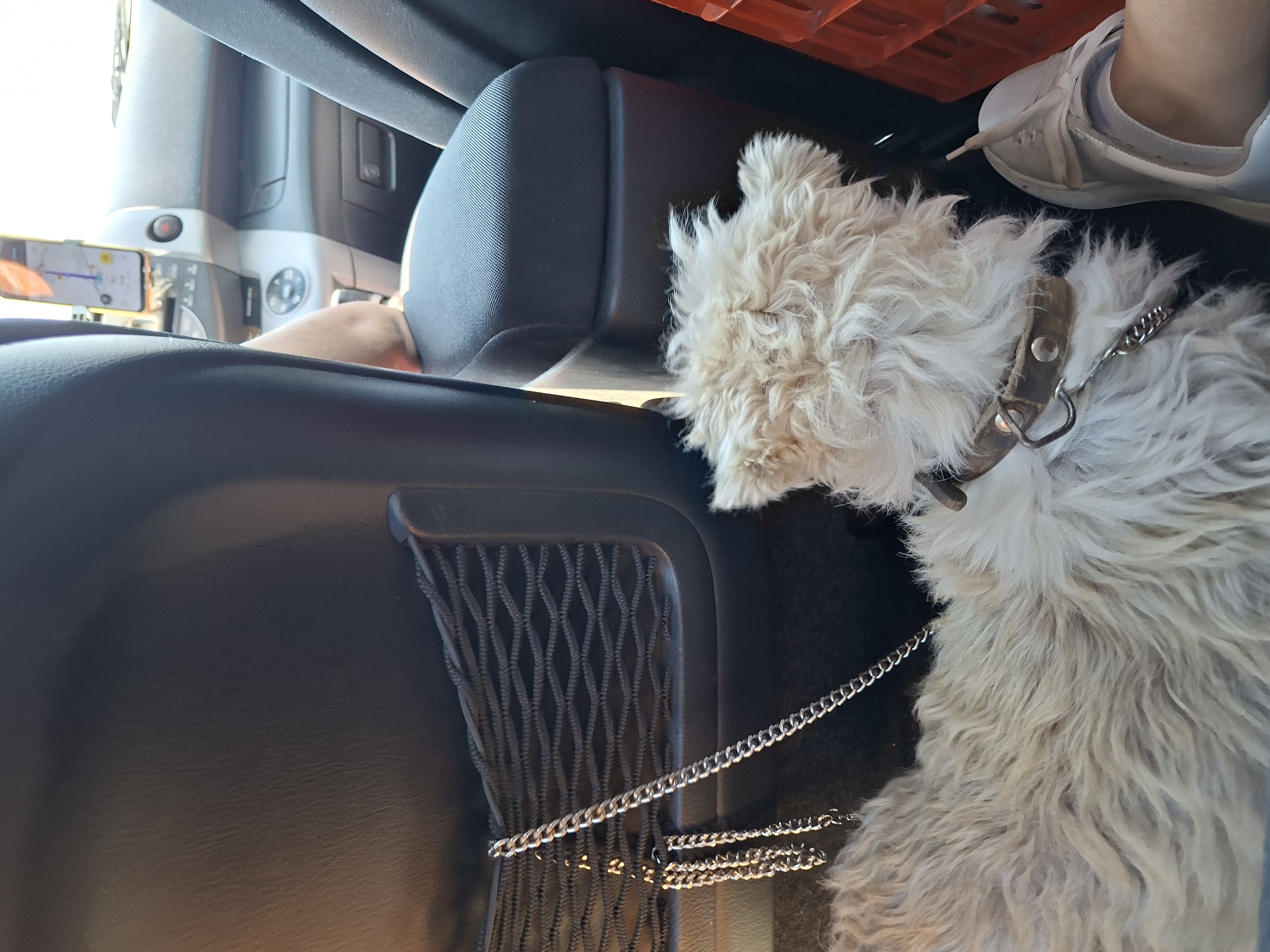 The image shows the interior of a vehicle. A fluffy white dog wearing a brown collar and a metal chain leash is lying down in the back seat. The leash is attached to a black mesh pocket on the back of the driver's seat. A person's leg and foot, wearing a white sneaker, are visible on the right side of the image. The dashboard and a smartphone mounted on it are visible in the background. An orange plastic crate is partially visible on the far right.