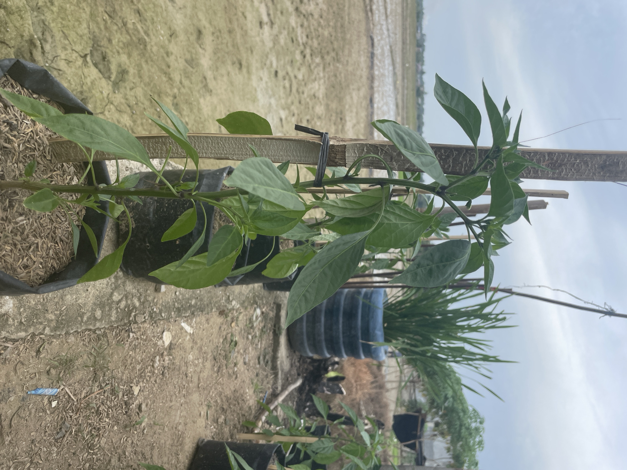 In Muliengmanyang, Indonesia, a young pepper plant stands in a black plastic grow bag, supported by a wooden stake. The plant has several green leaves and a slender stem. It is one of several plants in grow bags arranged along a concrete path. In the background, a field stretches out under a cloudy sky. A large blue barrel planter contains tall green grass, and beyond that, some structures and trees are visible. The ground is covered in dry soil and wood chips.