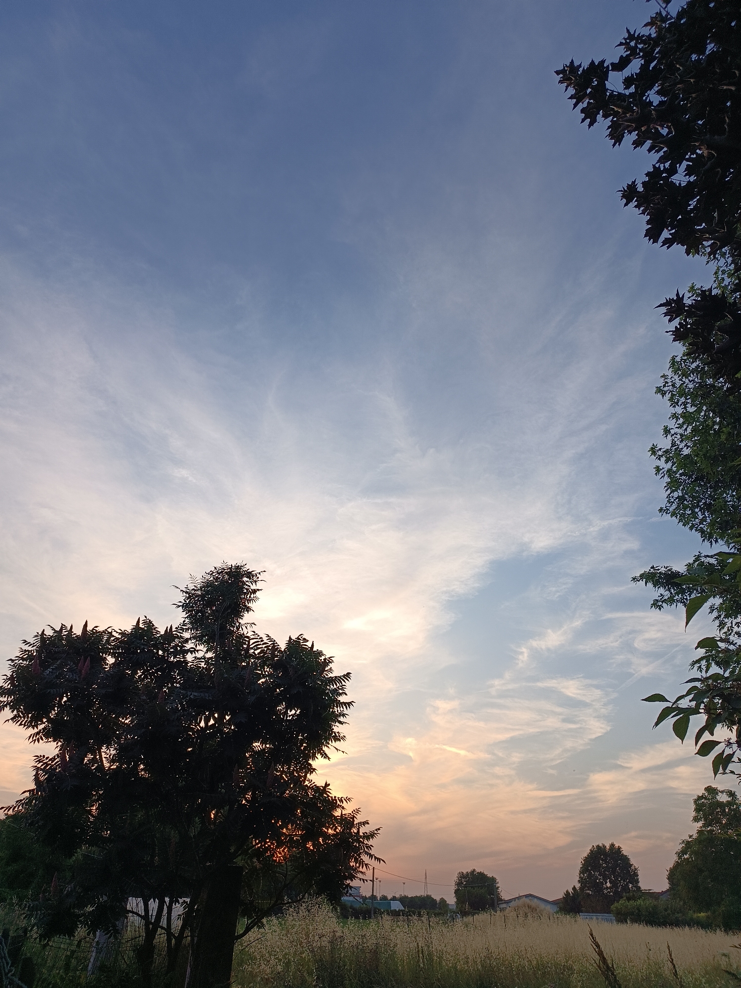 The image shows a landscape scene at dusk or dawn in Viadana, Italy. The sky is a mix of blue and orange, with cirrus clouds. In the foreground, there is tall, dry grass. A tree with dark foliage is prominently silhouetted on the left. A different type of tree is present on the right, with less dense foliage. In the distance, there are houses and power lines, with a few more trees scattered across the landscape. No people are visible.
