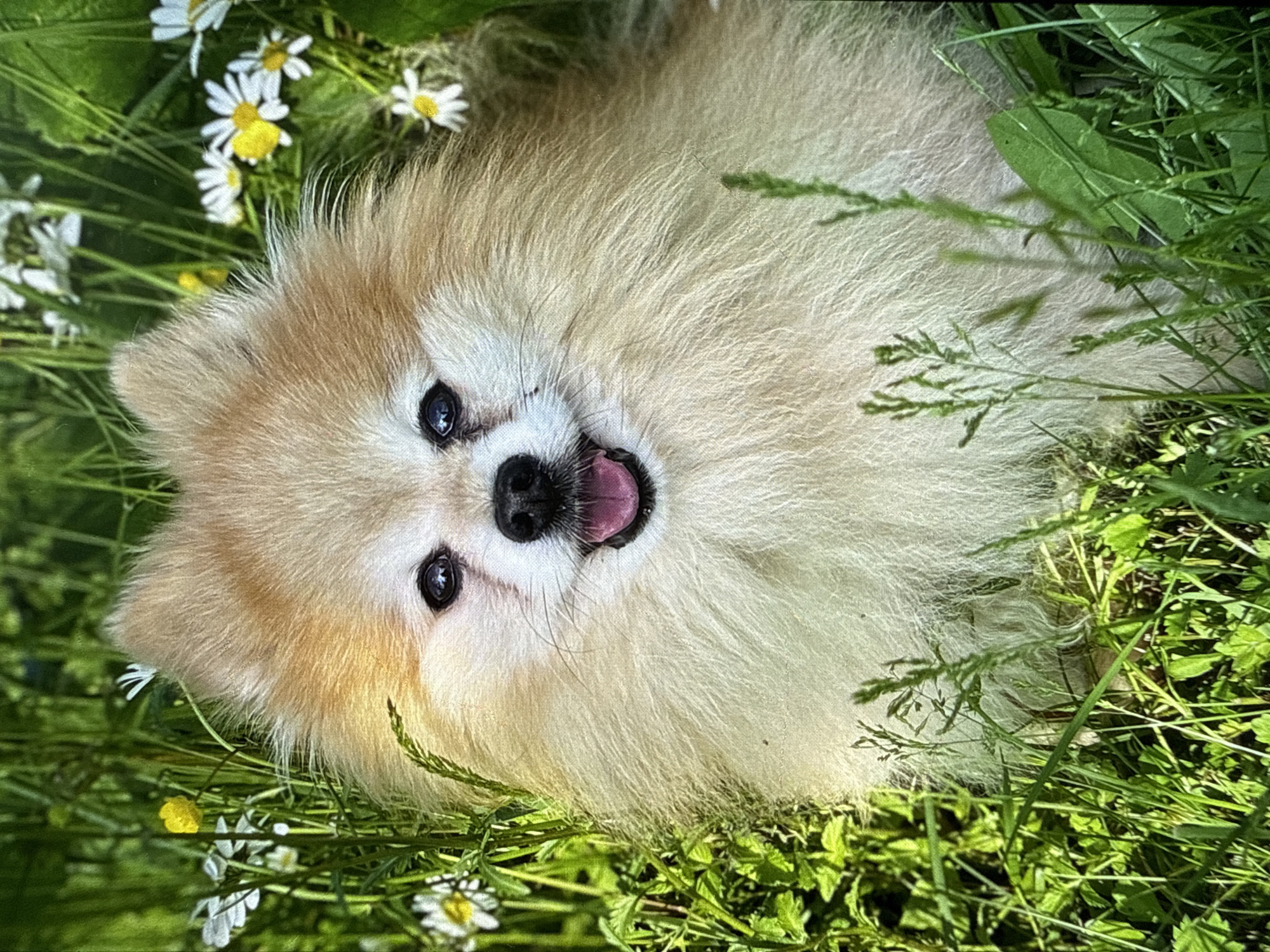 A light-colored Pomeranian dog is sitting in tall green grass surrounded by small white daisies and a few yellow wildflowers. The dog's mouth is open, and its pink tongue is visible. Its fur is fluffy, and its expression appears happy. The background is blurred green foliage. The scene is outdoors during the daytime.