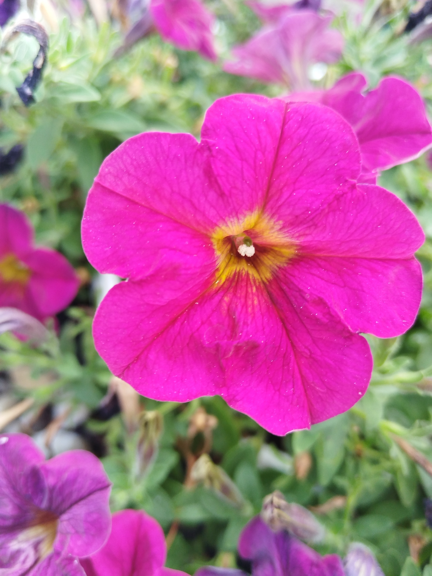 A close-up, shallow-depth-of-field photograph captures a vibrant, fuchsia-colored petunia flower in full bloom, dominating the center of the frame. The flower's petals are soft and slightly wrinkled, displaying a delicate texture. A bright yellow and green center is visible, with a small white pistil at its core. The background is a soft blur of green foliage and other partially visible purple petunias, suggesting a garden or flowerbed setting. The image does not contain any identifiable landmarks or elements that would place it specifically in Brest, Belarus.