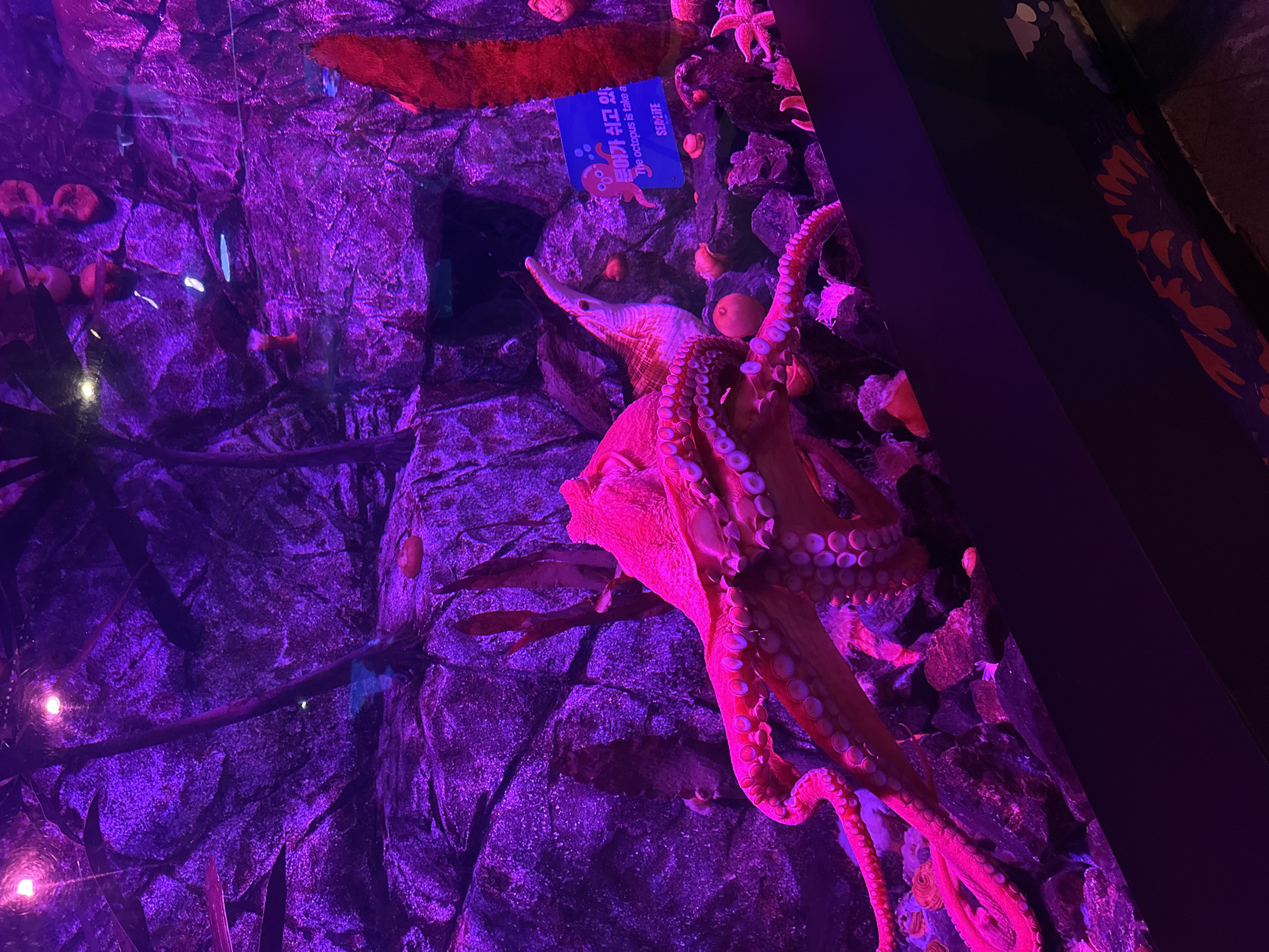 This image depicts an octopus in a large aquarium exhibit, bathed in vibrant purple and pink lighting. The octopus, a prominent subject, is a bright pinkish-red and its tentacles are spread out, revealing numerous suckers. The exhibit features a rocky background with dark stones, creating a cave-like environment. There are also some plants and other marine life visible, including what appear to be starfish. A blue sign with Korean and English text is attached to the rocks on the right side of the frame, featuring a cartoon octopus and the words "SEALIFE". The lighting creates a dramatic and somewhat surreal atmosphere. This aquarium is likely located in Busan, South Korea, given the presence of the Korean text on the sign and the fact that SEAlife Busan Aquarium is a well-known attraction in the city. There are no people visible in the image.