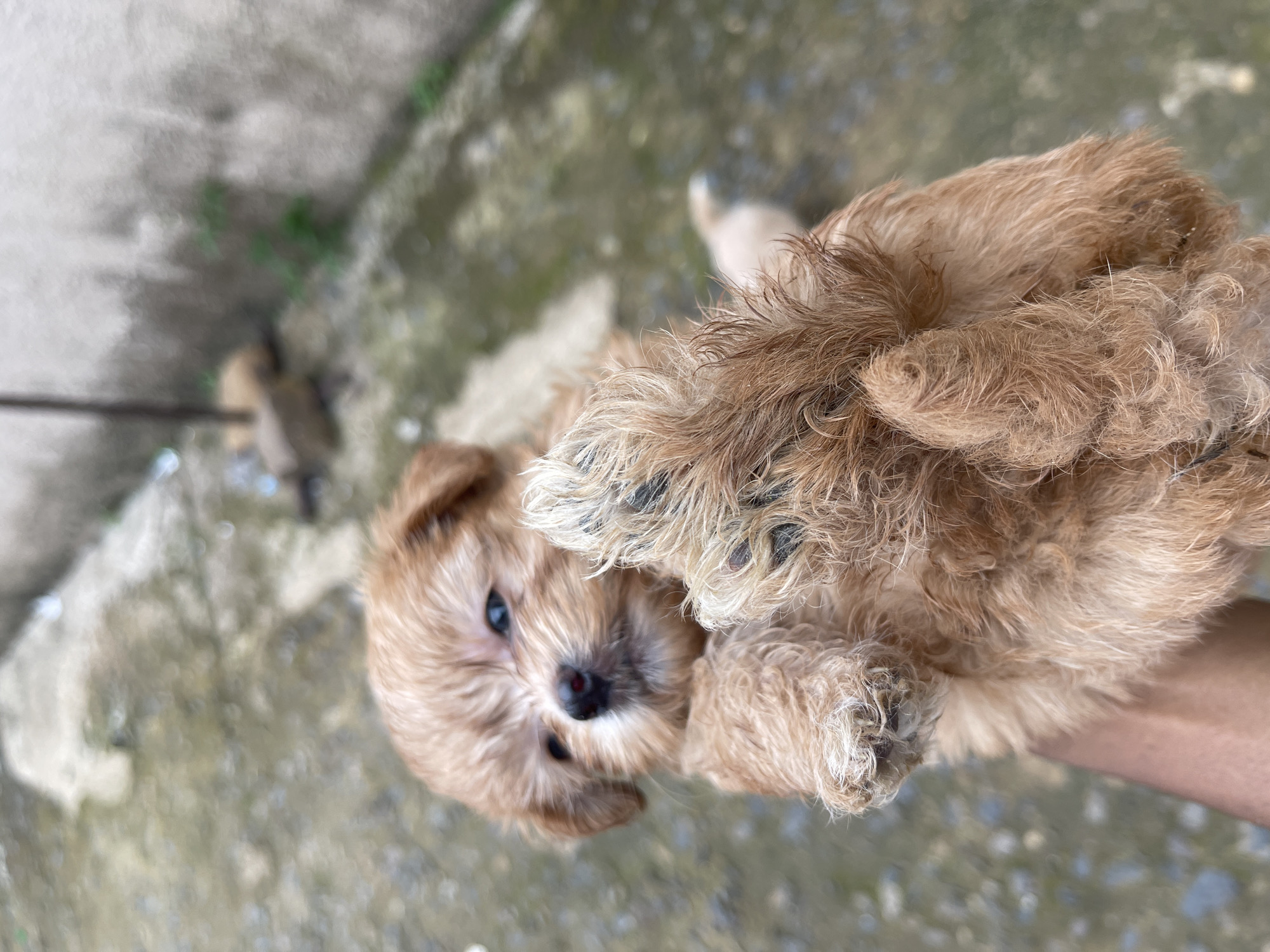 A close-up shot shows a tan puppy being held by a person's hand. The puppy has blue eyes and is looking upwards. Its paws are raised, with one paw prominent in the foreground, displaying its pads and claws. The background is blurred, showing a concrete surface and a textured wall. The image appears to be taken outdoors, possibly in a residential area. No specific landmarks identifying Rafin Par, Nigeria are visible.