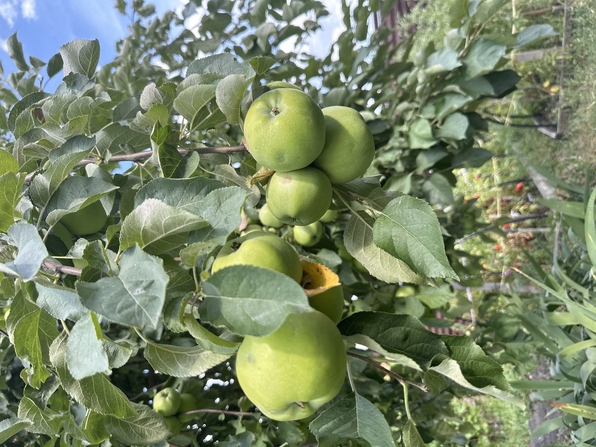 The image shows a close-up view of a branch on an apple tree with several unripe green apples. The apples are a light green color and appear to be round. The leaves of the tree are a vibrant green and are in focus. In the background, there is a blurry view of a garden with some tomato plants and a wooden structure. The sky is visible in the upper right corner, with some clouds. The scene appears to be in a rural or suburban setting. There are no people visible in the image. The location of Kostanay, Kazakhstan is not evident from the image itself; this information is external to the visual content.