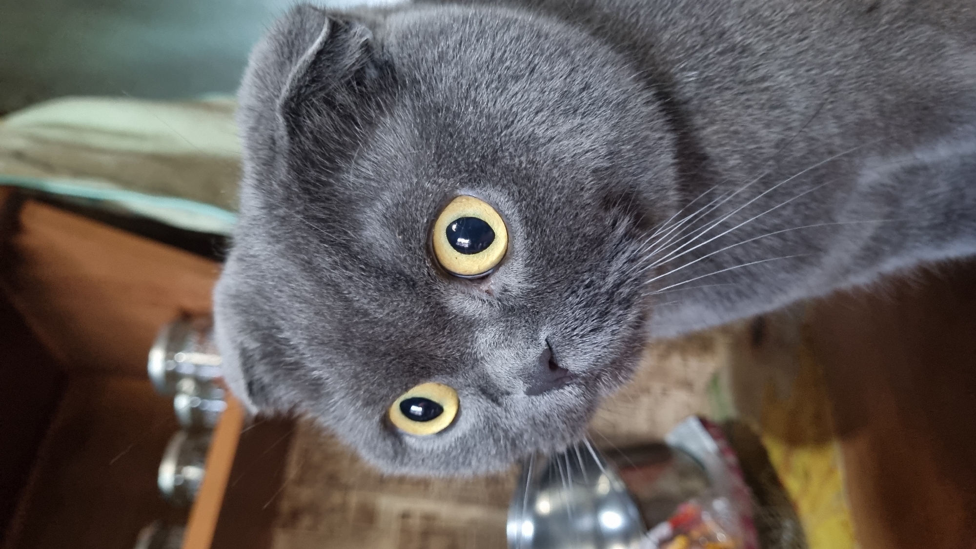 A close-up, eye-level shot shows the face of a Scottish Fold cat. The cat has short, dense gray fur and large, round, bright yellow eyes with black pupils. Its ears are folded forward and down, a characteristic of the breed. The cat's nose is a dark gray, and its white whiskers are prominent against its fur. In the background, a wooden shelf is visible with several glass jars. To the left of the cat, a stainless steel bowl is partially visible. The environment appears to be indoors, possibly a kitchen or dining area, with a rustic wooden surface in the foreground.