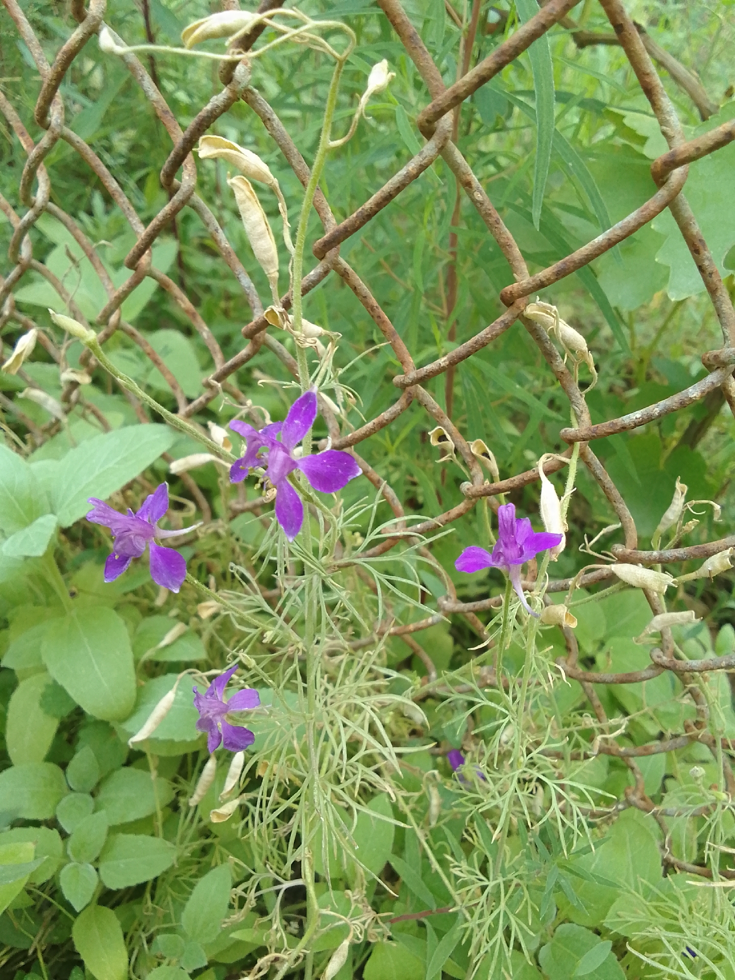 In an outdoor, overgrown area of a city, a close-up shot focuses on a rusty chain-link fence with a vine climbing through it. The fence is old and weathered, with some of the wires rusted through. The vine has small, delicate purple flowers with wispy green leaves and seed pods. The background is blurred, showing more green foliage and vegetation, suggesting a neglected urban space.