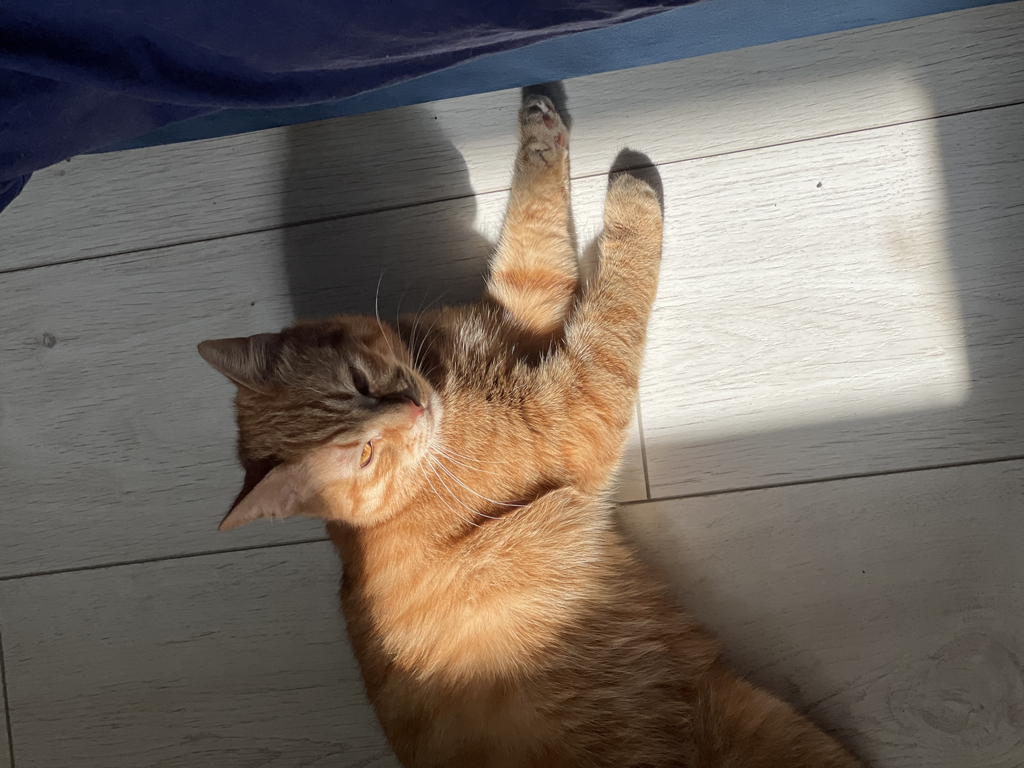 A ginger cat is lying on its back on a wooden floor in a room. The cat is in a sunlit area next to a blue fabric item, possibly a bed. The location is unknown.