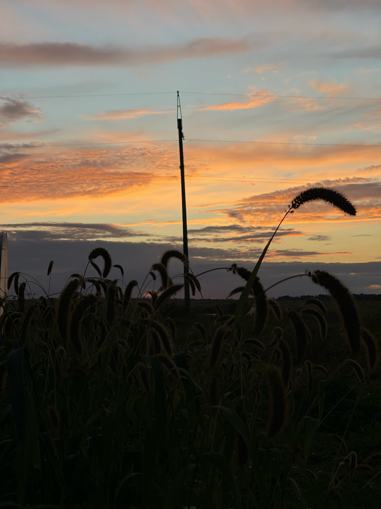 A silhouette of tall grass against a sunset sky is captured in an outdoor scene. The sky is painted with streaks of orange, pink, and blue clouds. A utility pole stands in the middle ground, with wires stretching across the sky. The foreground is dominated by the dark shapes of various types of grass, some of which have fluffy seed heads. The image is undated and its location in Perevoznoe, Russia is not discernible from the visual content.