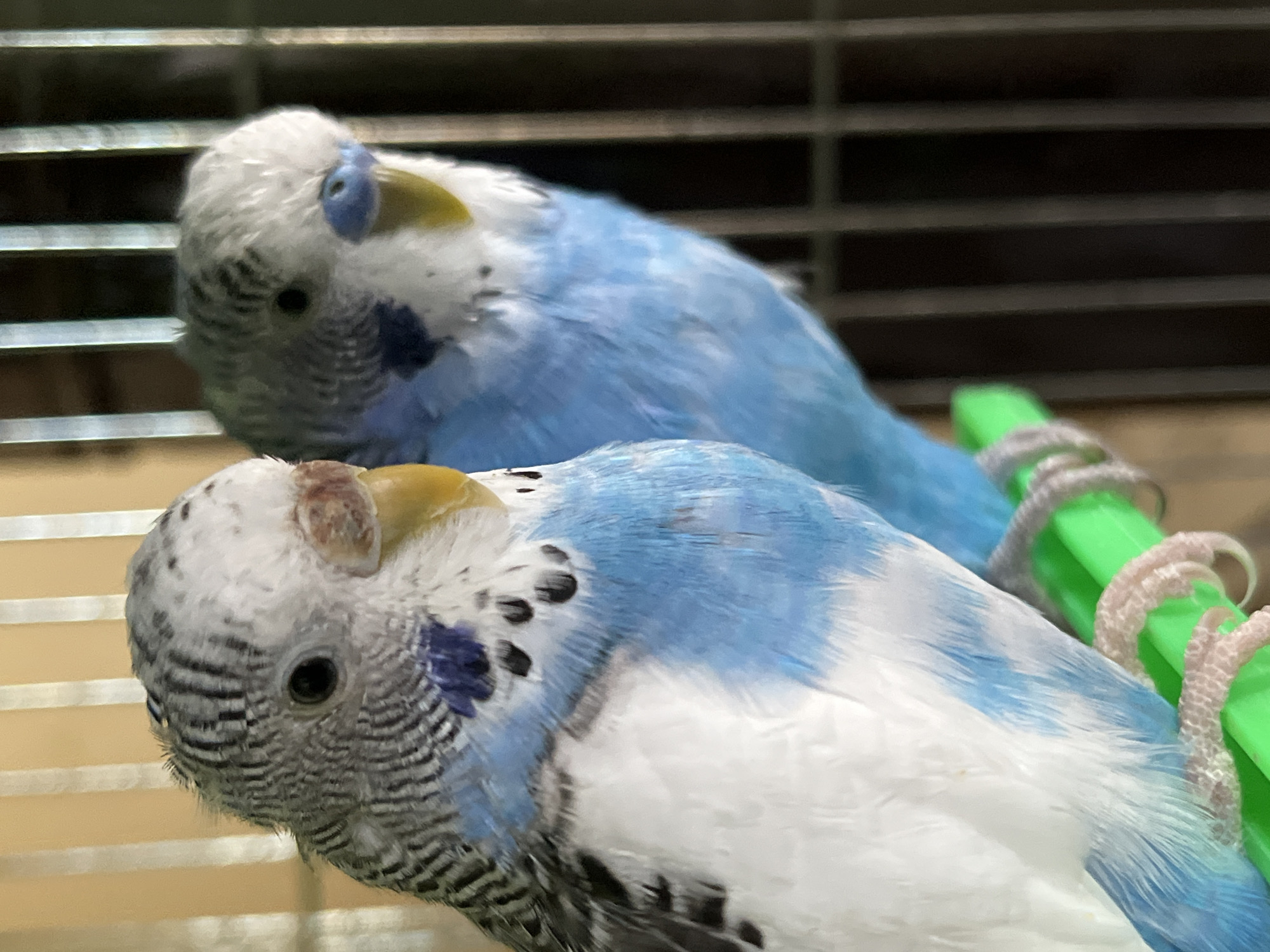 The image shows two blue and white parakeets perched in a cage. The parakeets are close to each other, with one slightly behind the other. The cage has a green perch. The location is unknown, and there is no evidence of Shumen, Bulgaria in the image.