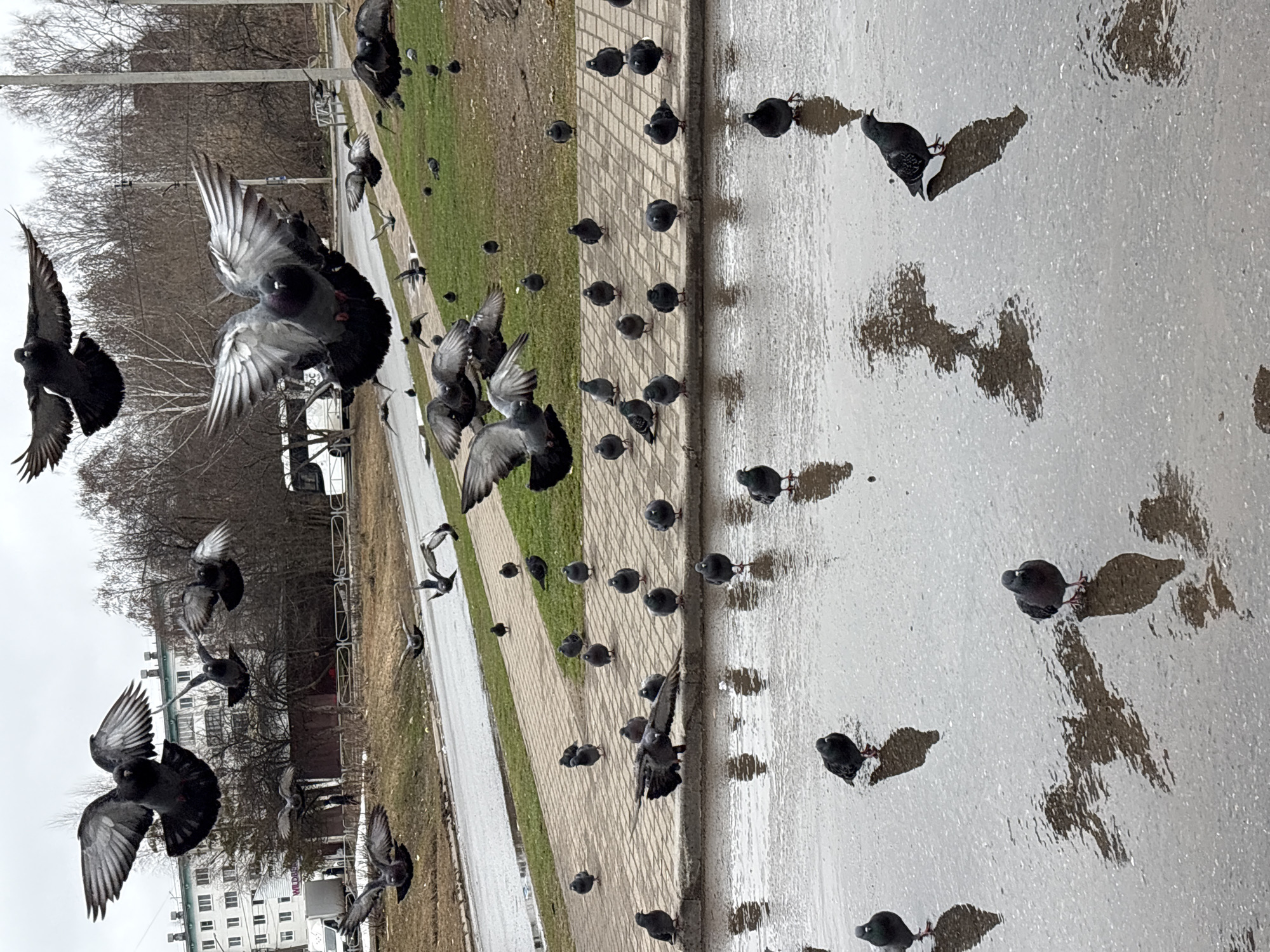 The image shows a street scene in what appears to be the city of Chaikovsky, Russia, judging from the architectural style of the buildings in the background. The foreground features a wet road surface with several puddles, reflecting the sky. A large flock of pigeons is present, with some birds standing on the road and others in flight. The pigeons vary in color from dark gray to lighter gray. A sidewalk borders the road, and beyond that is a strip of grass. In the background, trees are visible, suggesting a park or wooded area. Several multi-story buildings are visible behind the trees on the left. A few utility poles are also visible, and a white vehicle is parked in front of the buildings. The sky appears overcast, indicating it may have recently rained or is about to rain.
