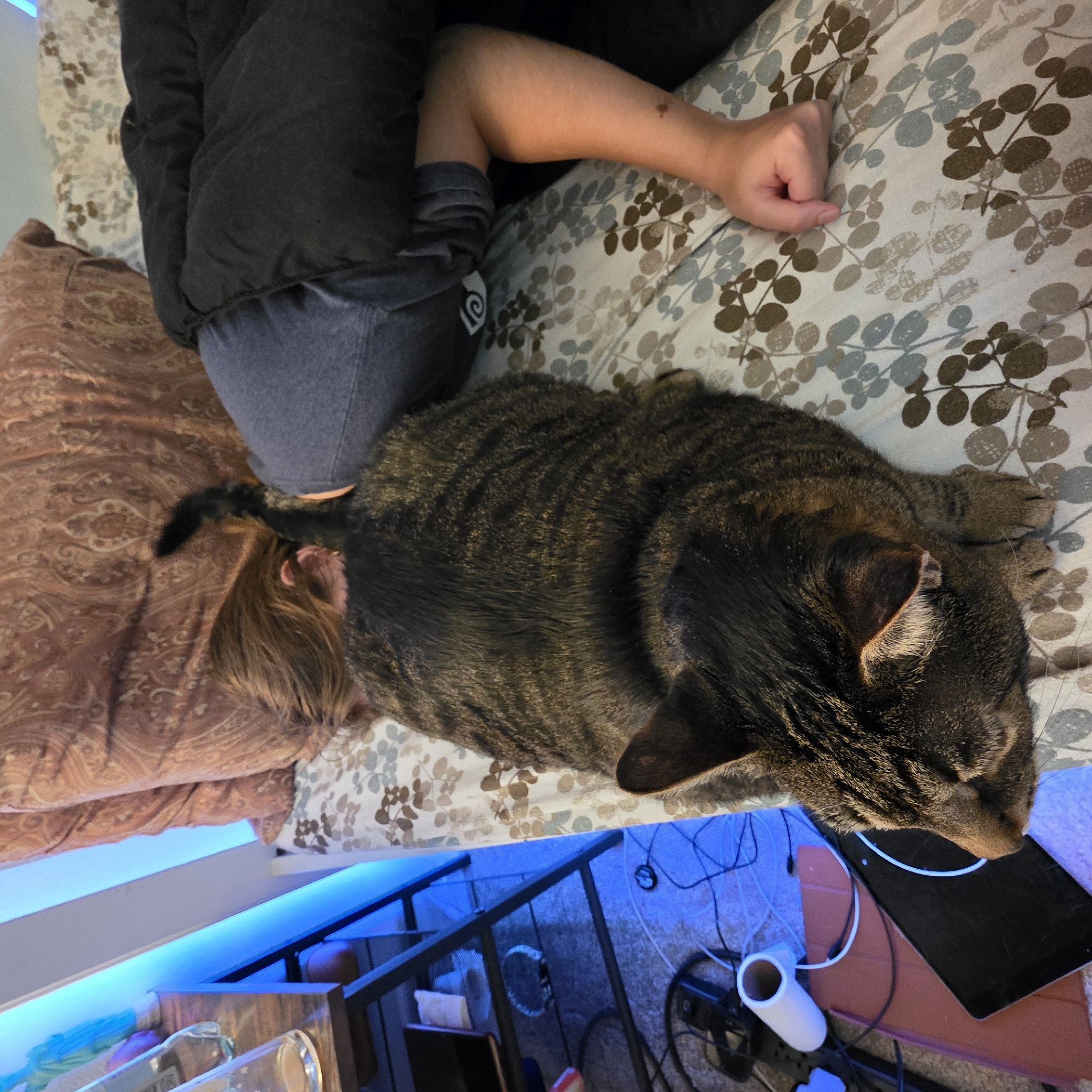 A tabby cat is lying on a bed next to a person who is sleeping, with their head on a patterned pillow and covered by a dark comforter. The cat is positioned on its side, with its body extending from the person's head to their midsection. The person is wearing a grey t-shirt, and their left arm is visible, resting outside the comforter. The bed has a patterned sheet with brown and grey leaf designs. In the background, a black metal shelf unit is visible, with various objects on it, including a bong, a tablet, and some cables, illuminated by blue LED lights. The scene appears to be indoors, likely in a bedroom, and there is no indication of its specific location within Portland, Oregon, USA.