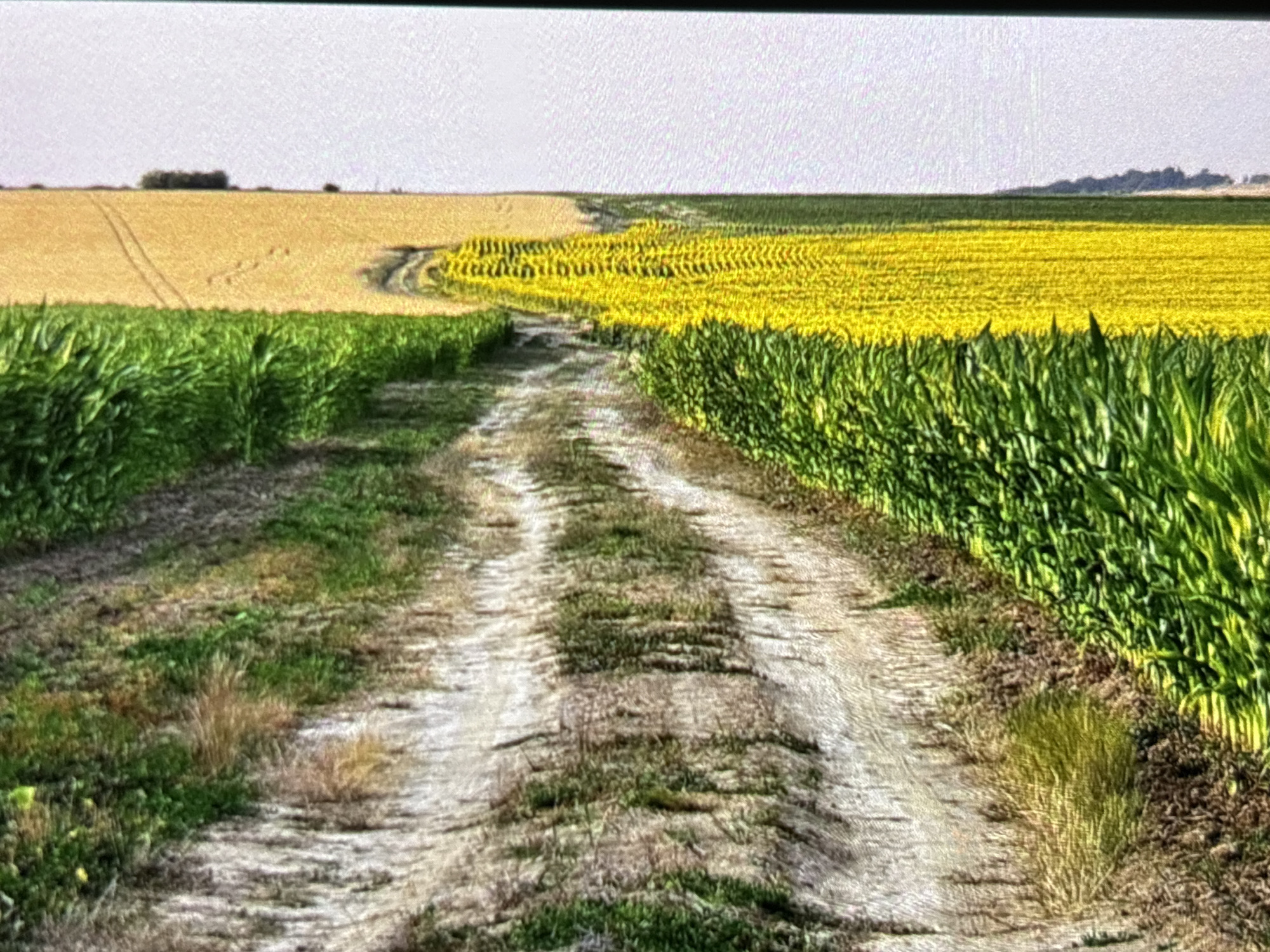 The image displays a vibrant agricultural landscape under a bright, light-colored sky. A central dirt track, showing two distinct ruts from vehicle passage and interspersed with patches of grass, leads into the distance.
On the immediate left of the track, a dense field of tall, green crop, consistent with corn or maize, forms a lush border. To the right of the track, further back, lies a vast field of vivid yellow plants, arranged in discernible rows, strongly resembling sunflowers or rapeseed (canola). Beyond this yellow field, another expanse of green crop is visible, leading to a distant dark line of foliage or trees along the horizon on the far right.
In the background on the far left, a field of golden-yellow crop, likely mature wheat or barley, extends towards a small cluster of dark trees or bushes silhouetted against the pale sky.
The scene depicts a peaceful, diverse rural setting with multiple cultivated fields. The bright, even lighting indicates daytime, possibly a clear or hazy summer day. No people or visible text are present, and no specific activity is taking place, highlighting the natural beauty of the agricultural land. The crops and landscape are consistent with those found in agricultural regions, including parts of the United Kingdom.